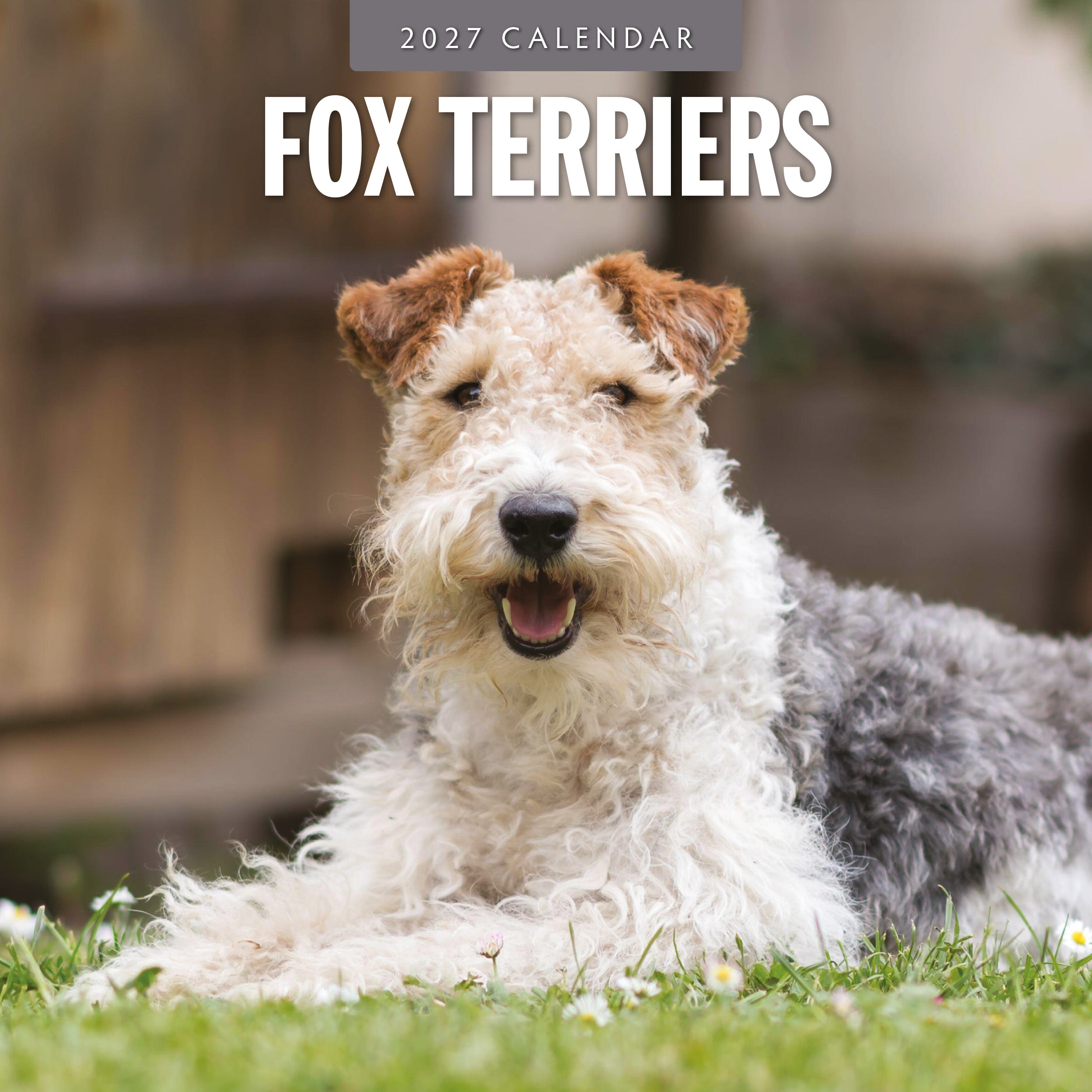 2027 Fox Terriers - Square Wall Calendar