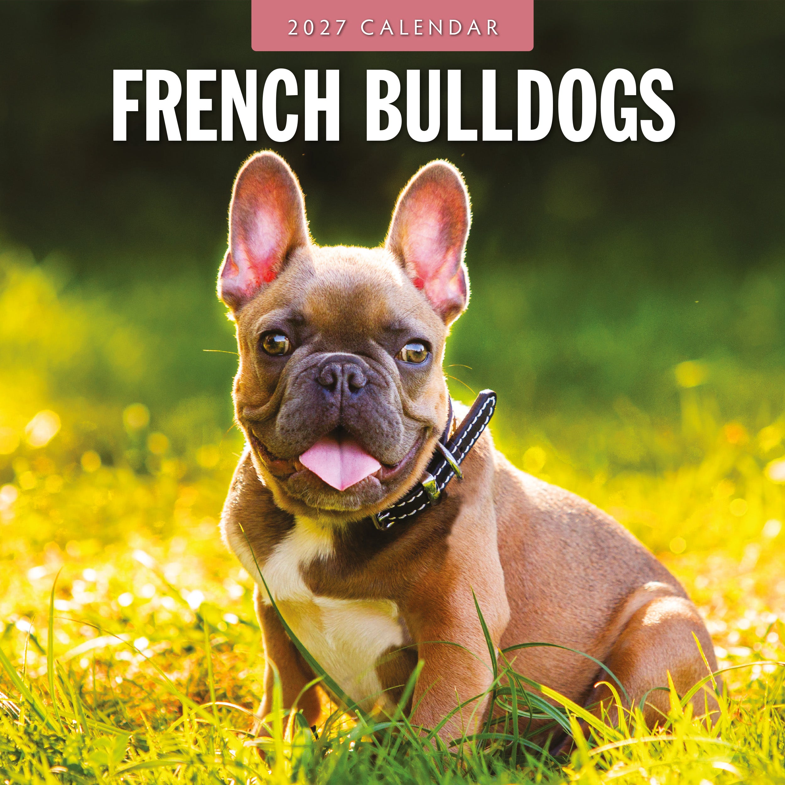2027 French Bulldogs - Square Wall Calendar
