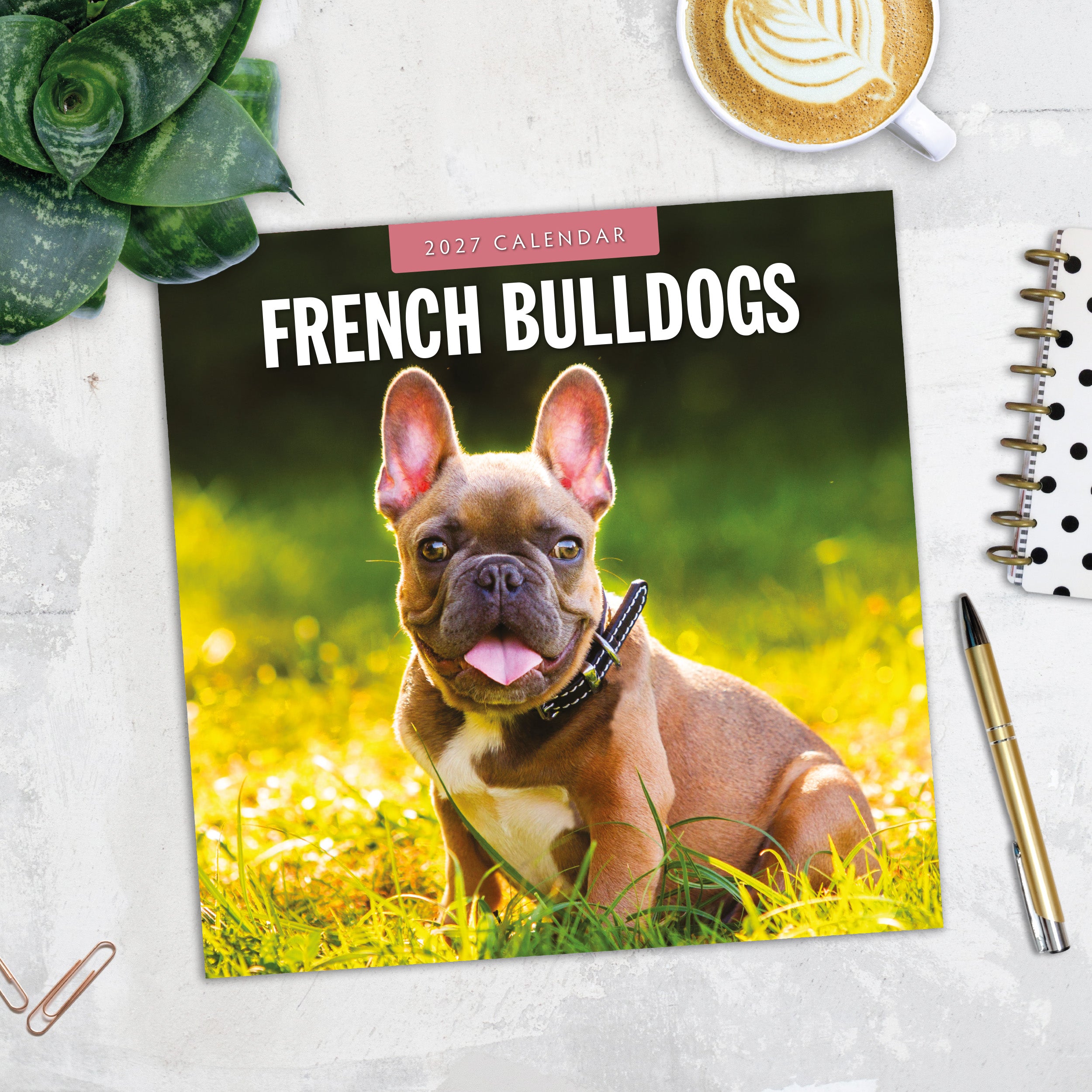 2027 French Bulldogs - Square Wall Calendar