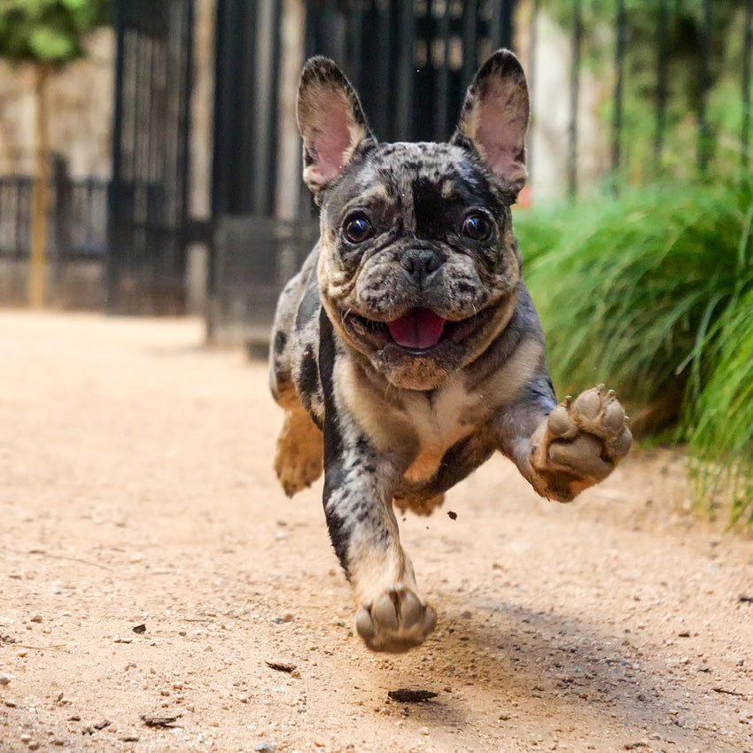2027 French Bulldogs - Square Wall Calendar