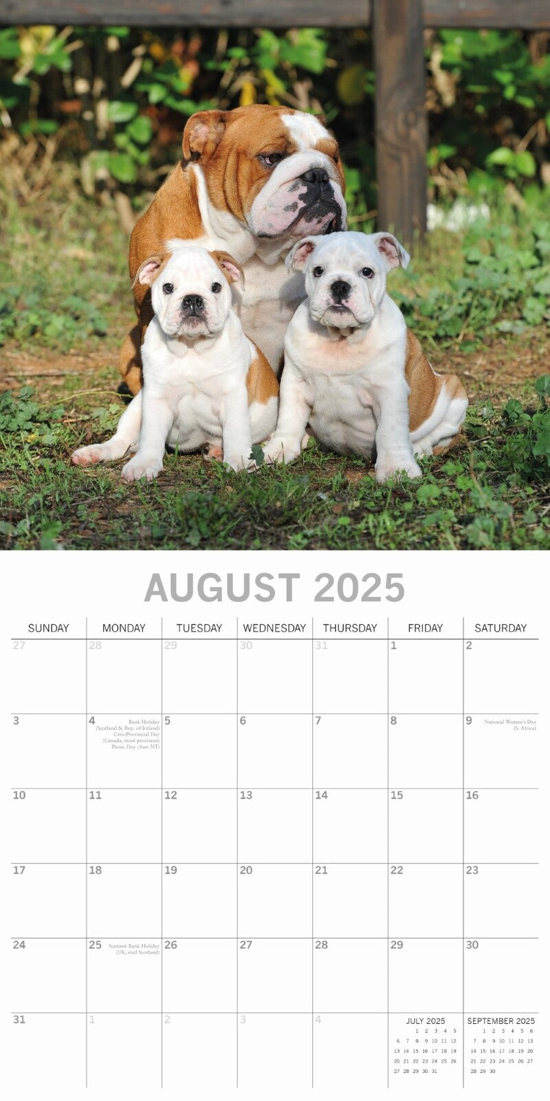 2025 Bulldogs - Square Wall Calendar