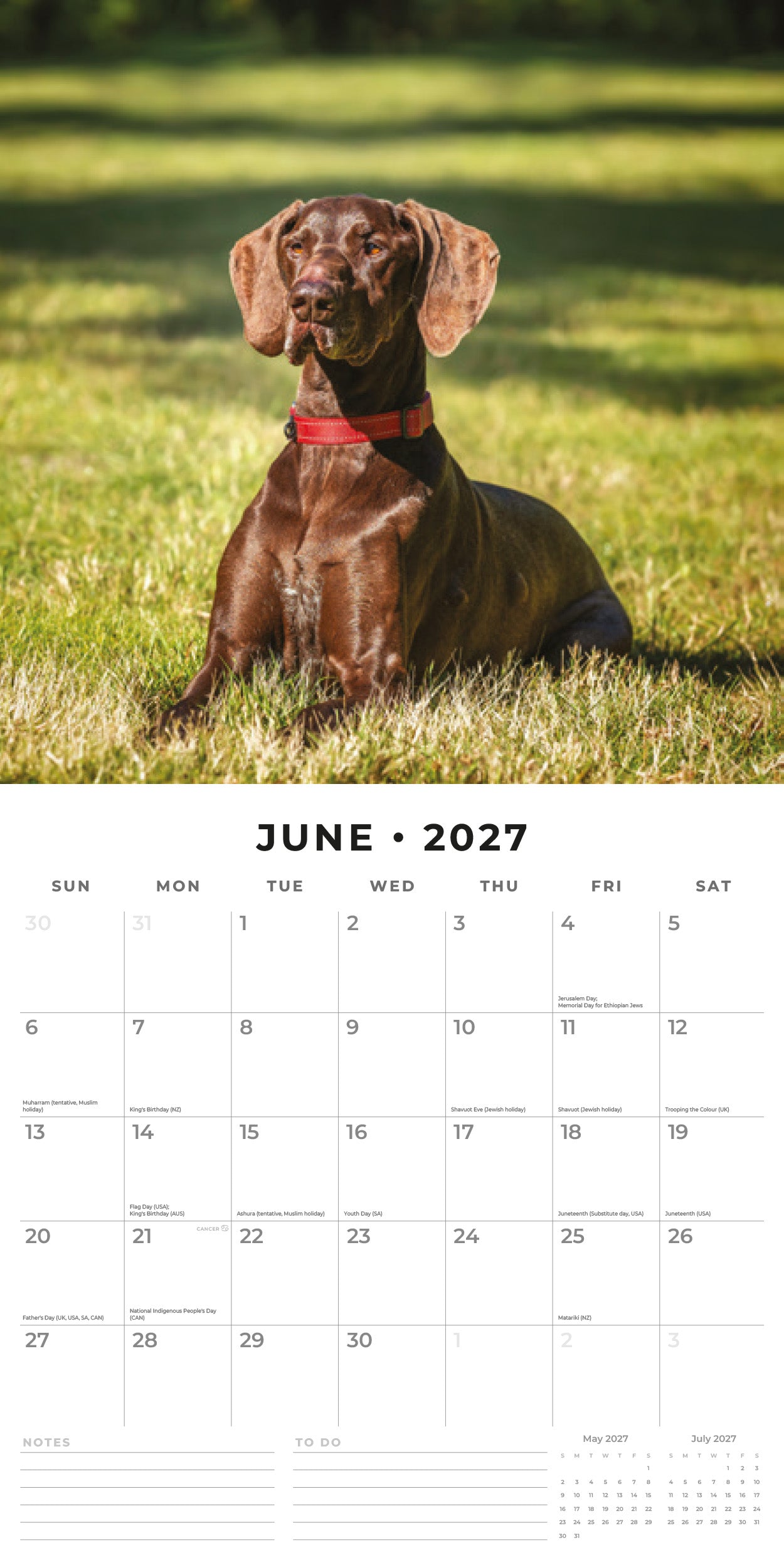 2027 German Shorthaired Pointers - Square Wall Calendar