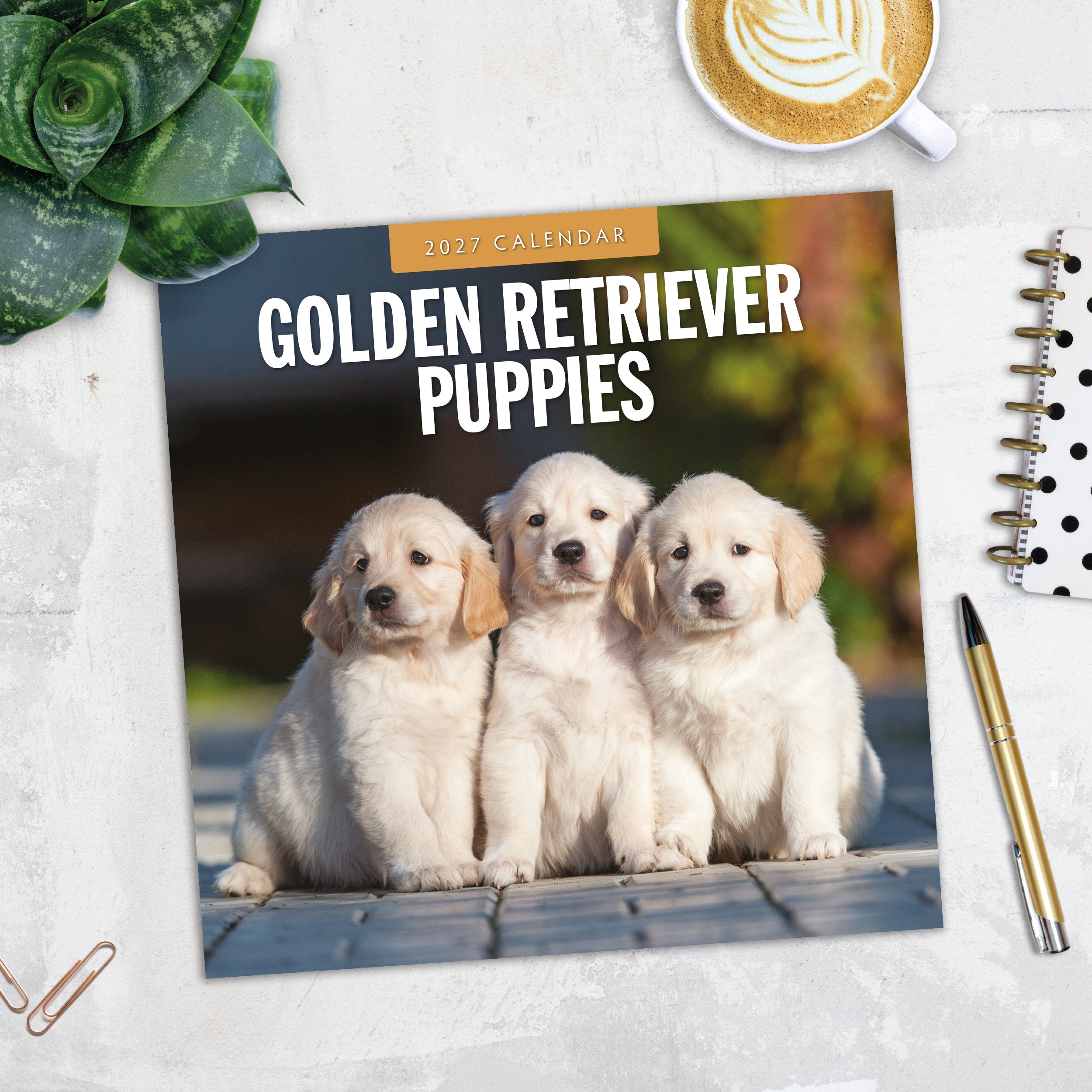 2027 Golden Retriever Puppies - Square Wall Calendar
