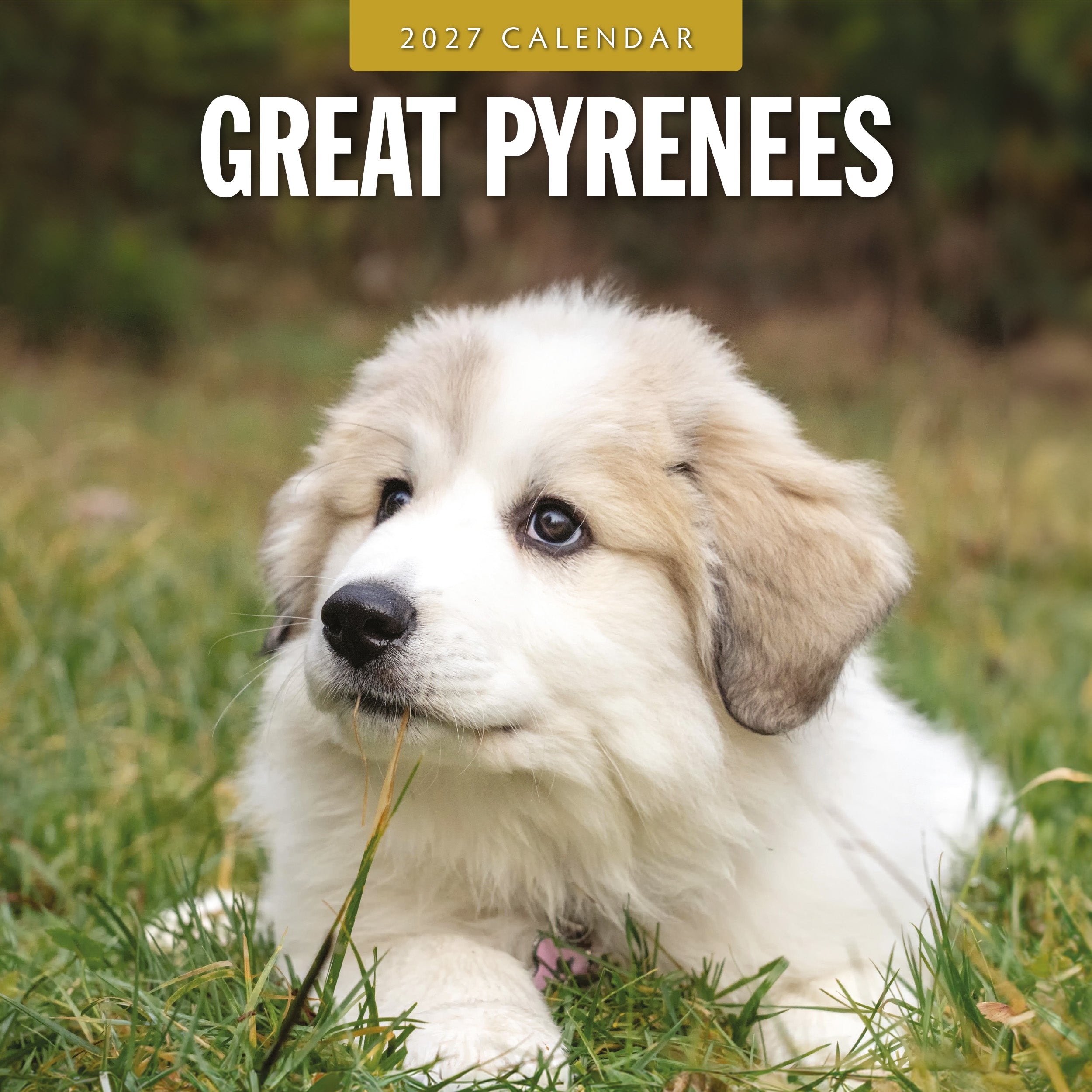 2027 Great Pyrenees - Square Wall Calendar