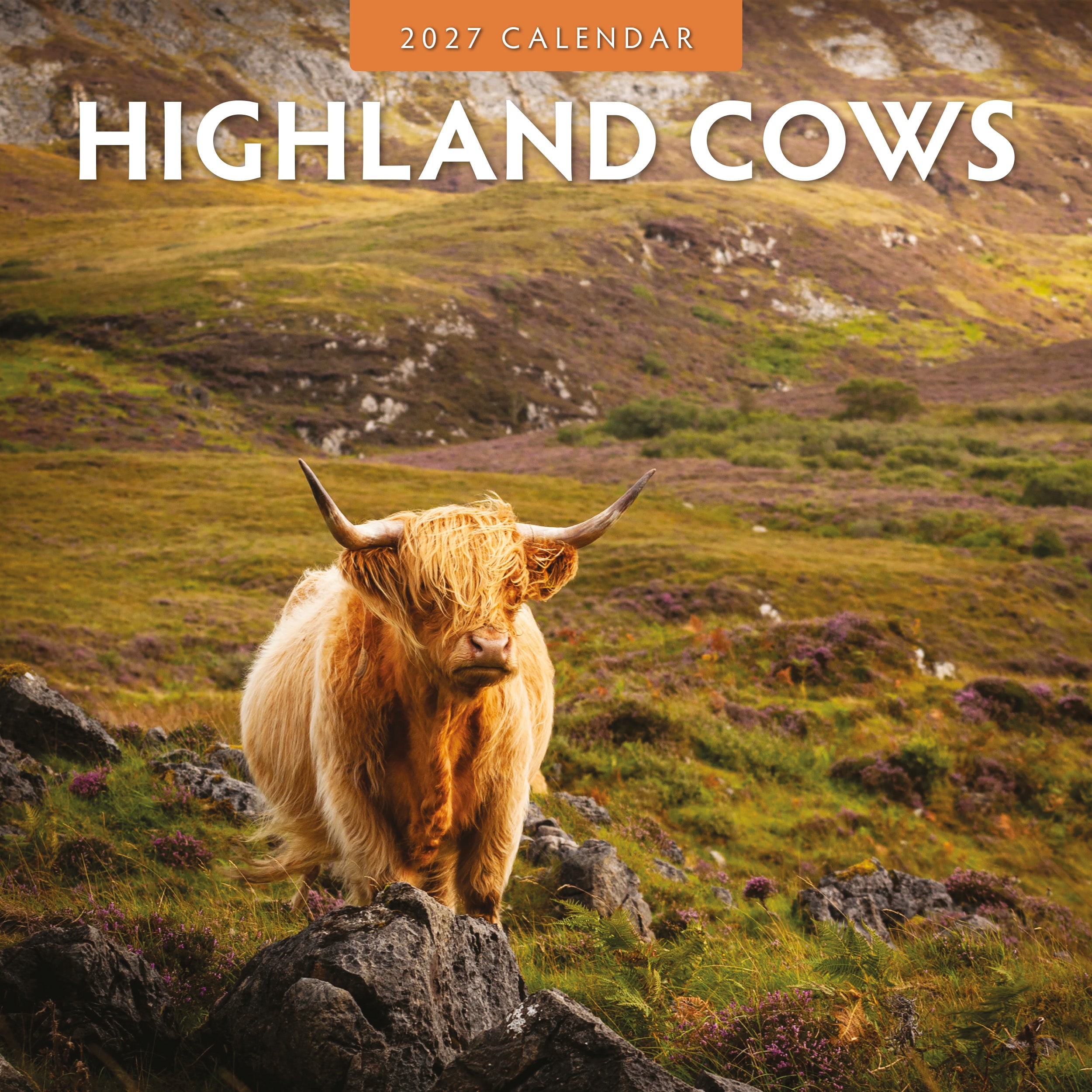 2027 Highland Cows - Square Wall Calendar
