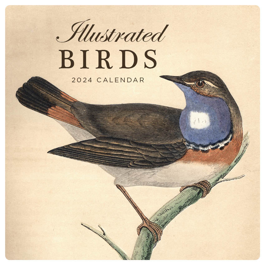 2024 Illustrated Birds Square Wall Calendar