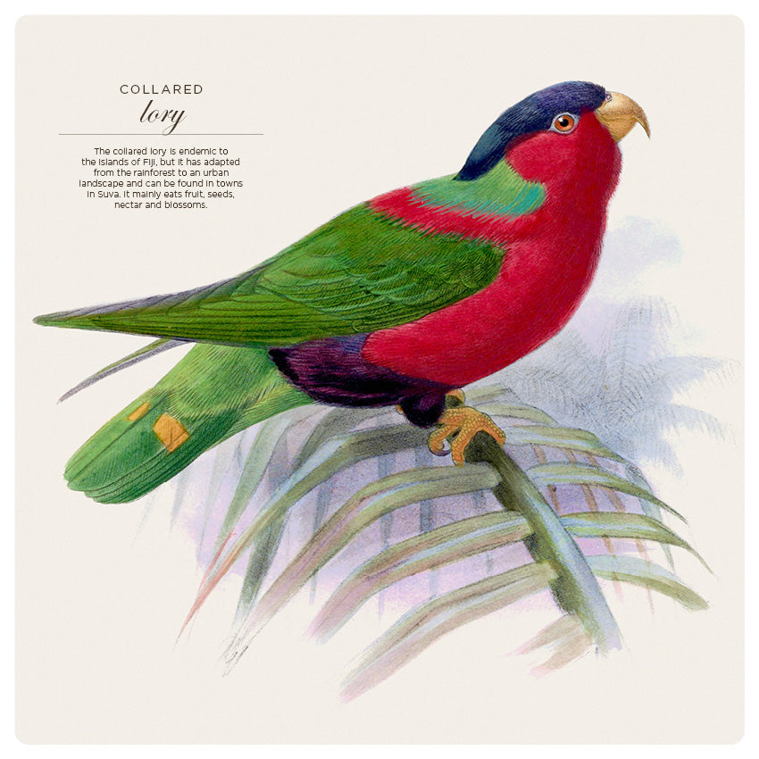 2027 Illustrated Birds   - Square Wall Calendar