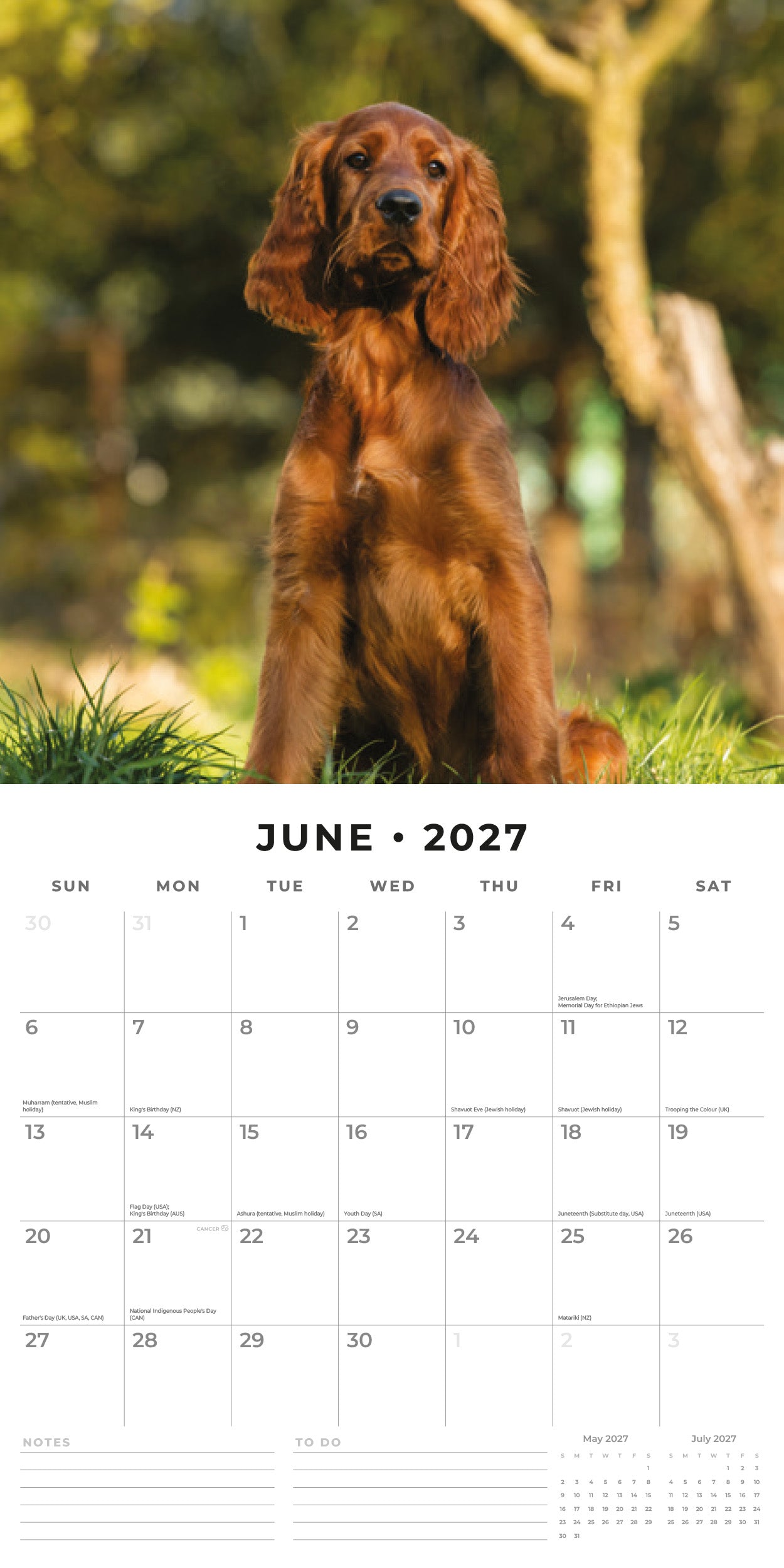 2027 Irish Setters - Square Wall Calendar