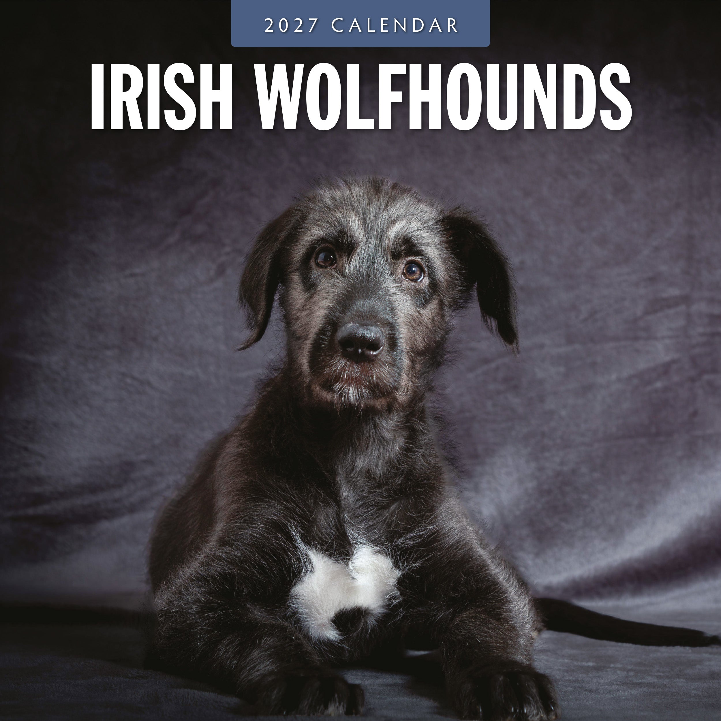 2027 Irish Wolf Hounds - Square Wall Calendar