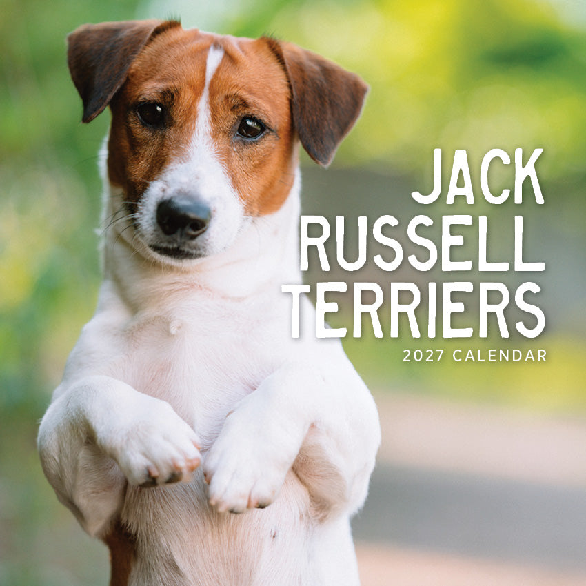 2027 Jack Russel Terrier - Square Wall Calendar
