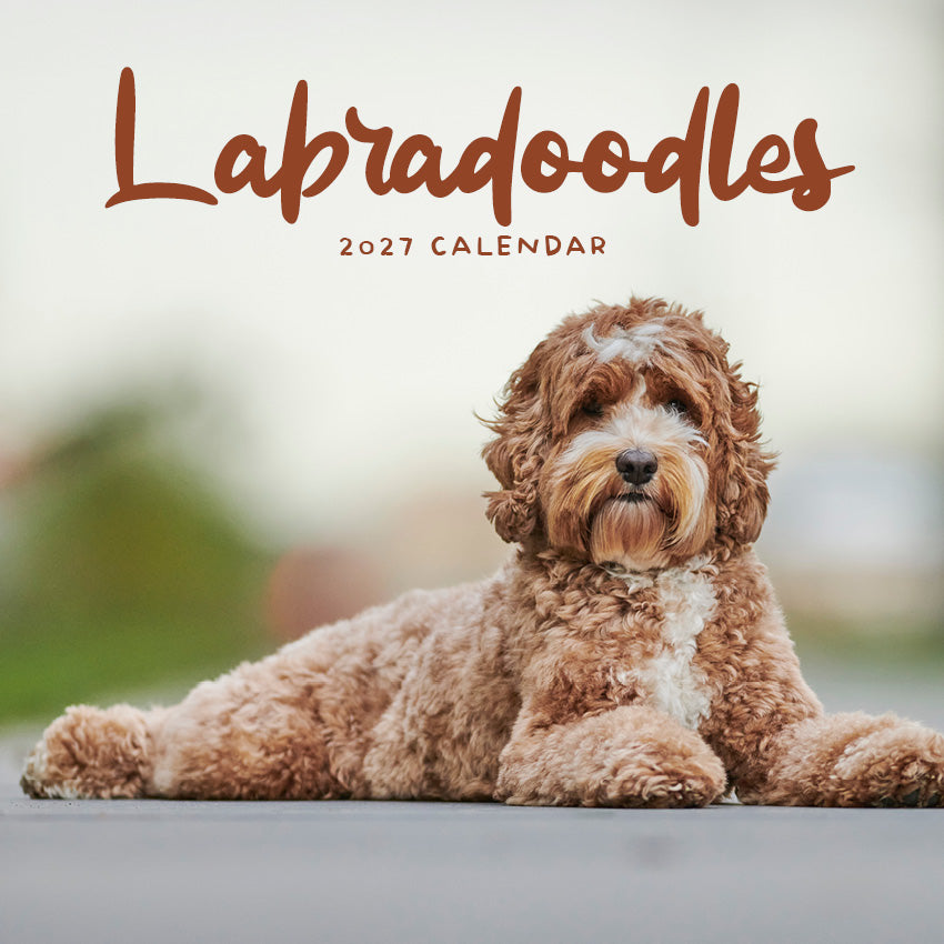 2027 Labradoodles  - Square Wall Calendar
