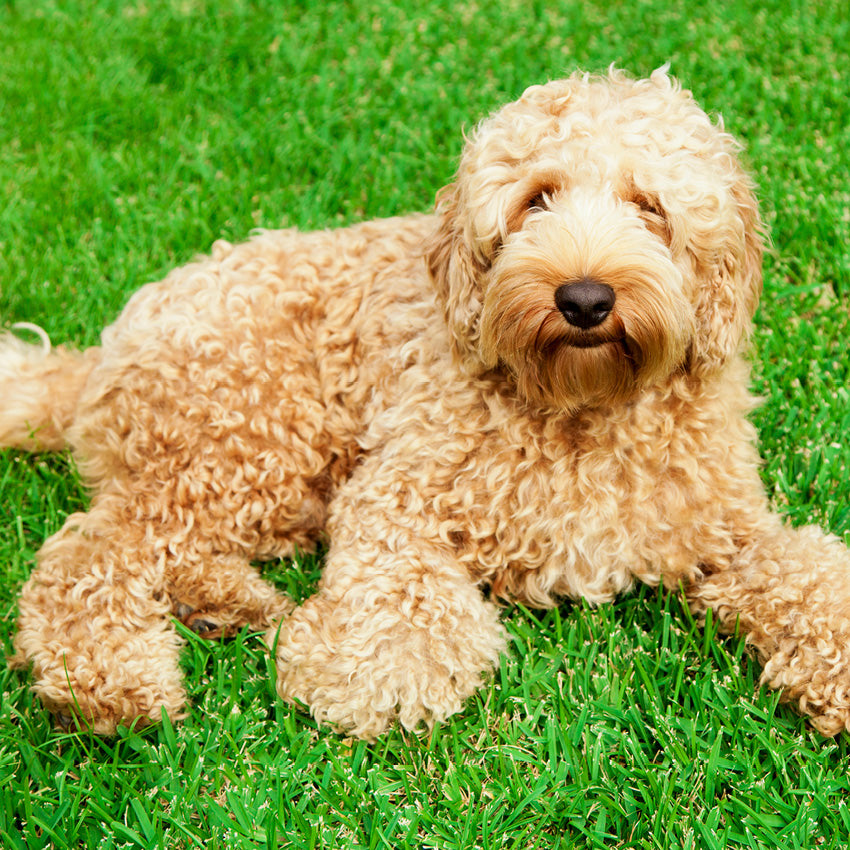 2027 Labradoodles  - Square Wall Calendar