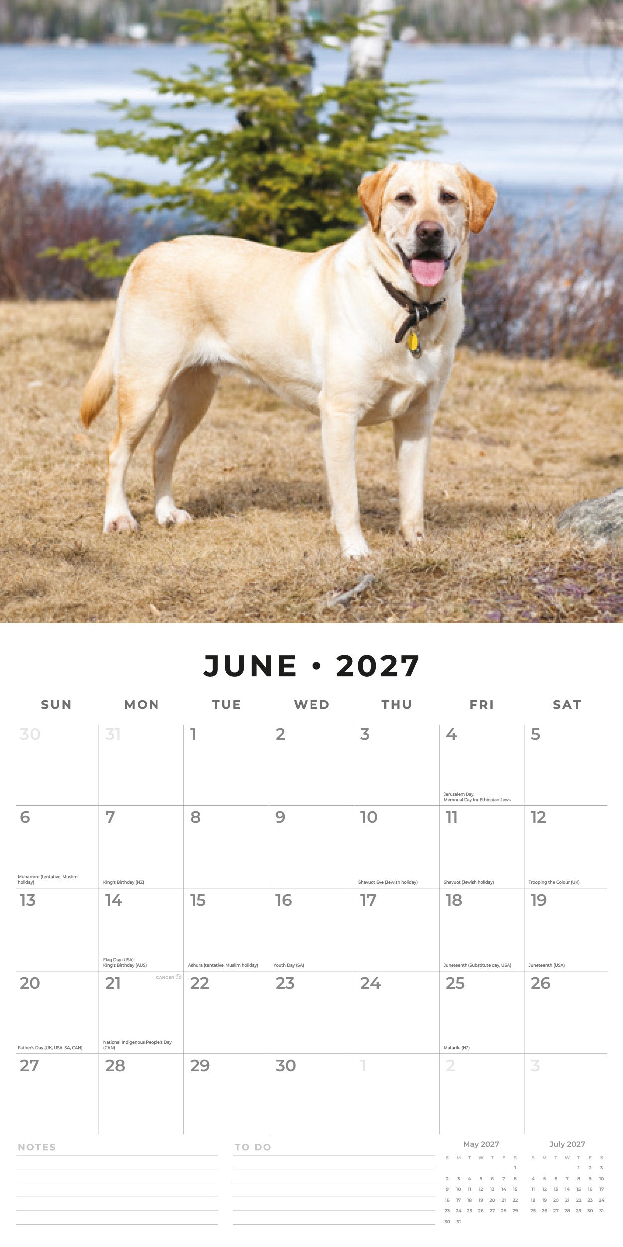 2027 Labrador Retrievers - Square Wall Calendar