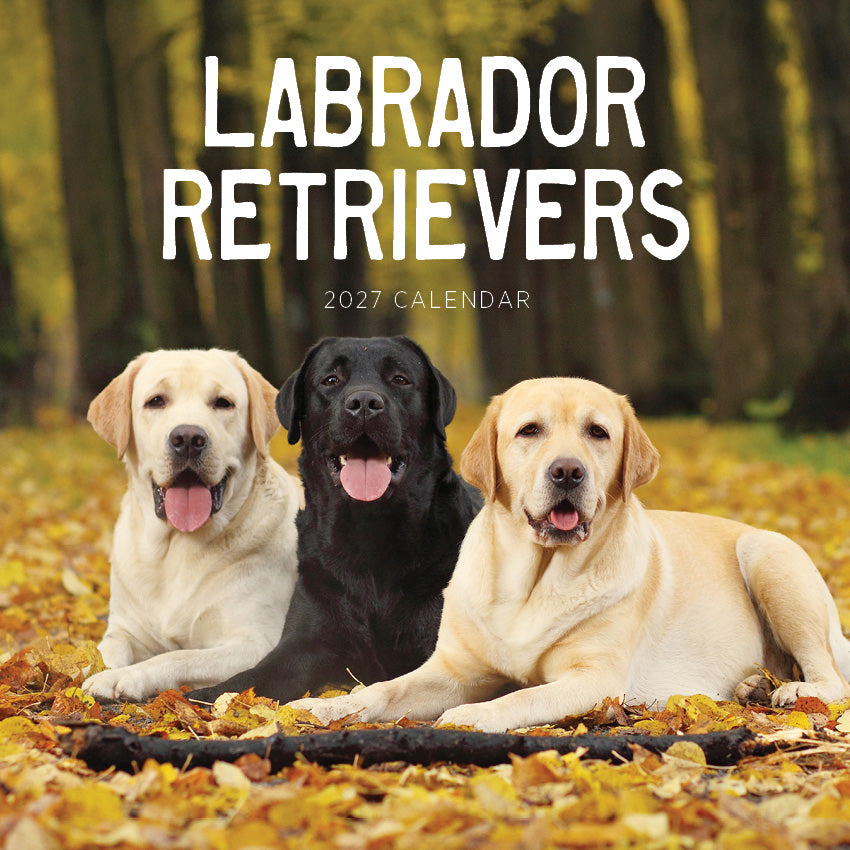 2027 Labrador Retrievers  - Square Wall Calendar