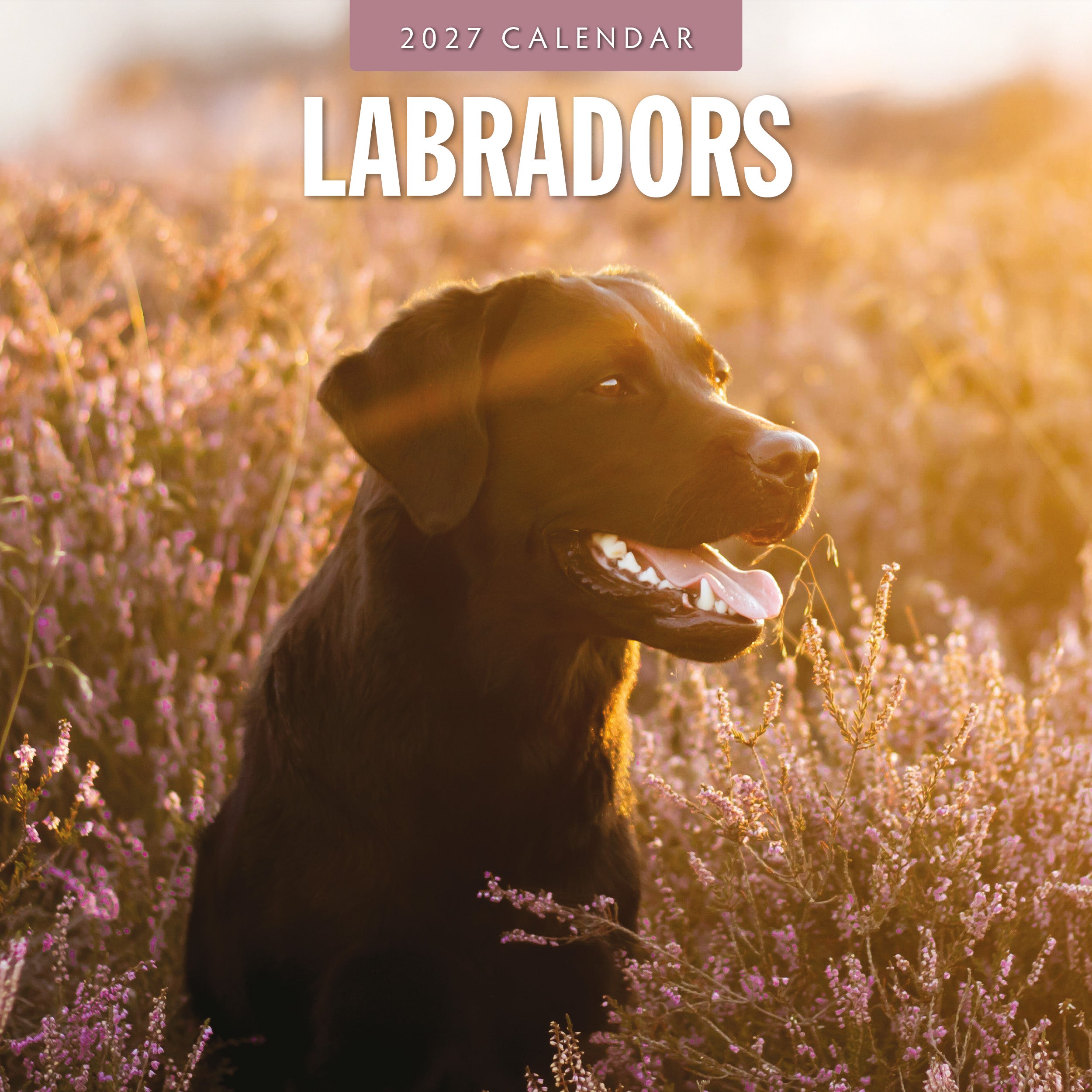 2027 Labradors - Square Wall Calendar