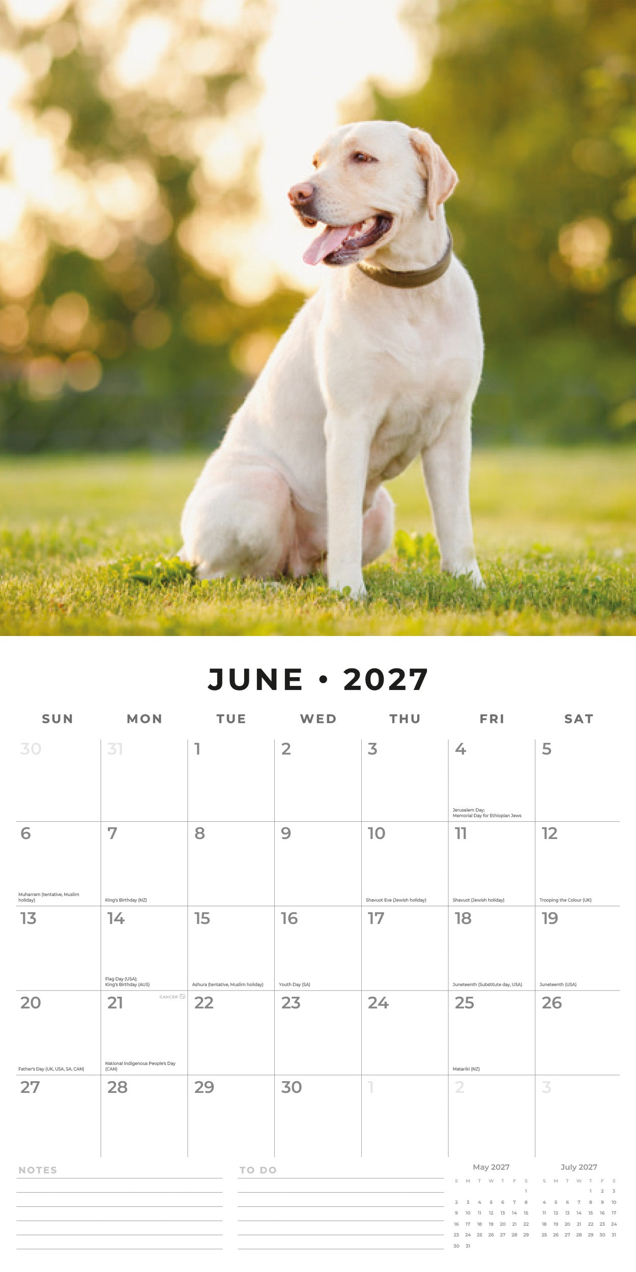 2027 Labradors - Square Wall Calendar