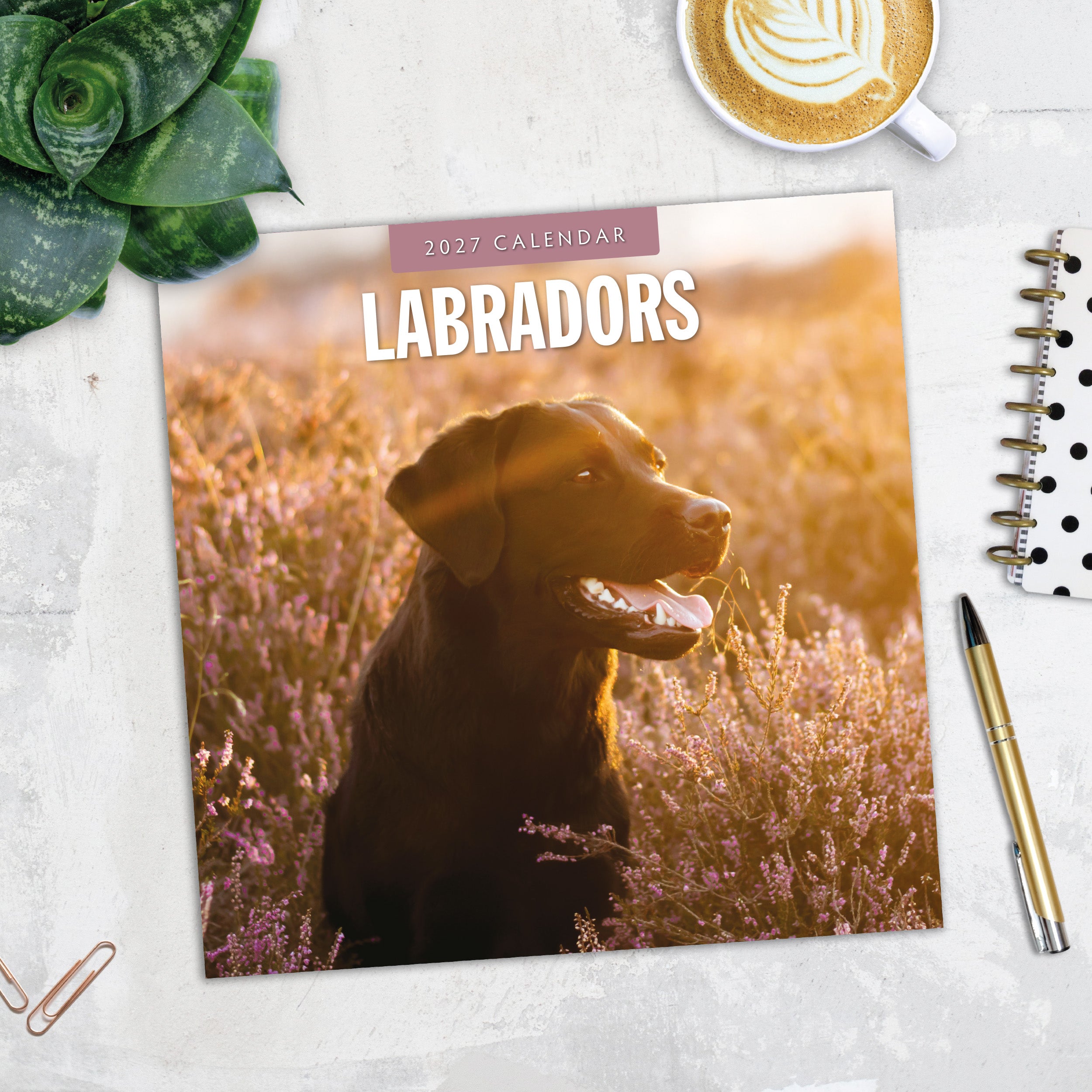 2027 Labradors - Square Wall Calendar