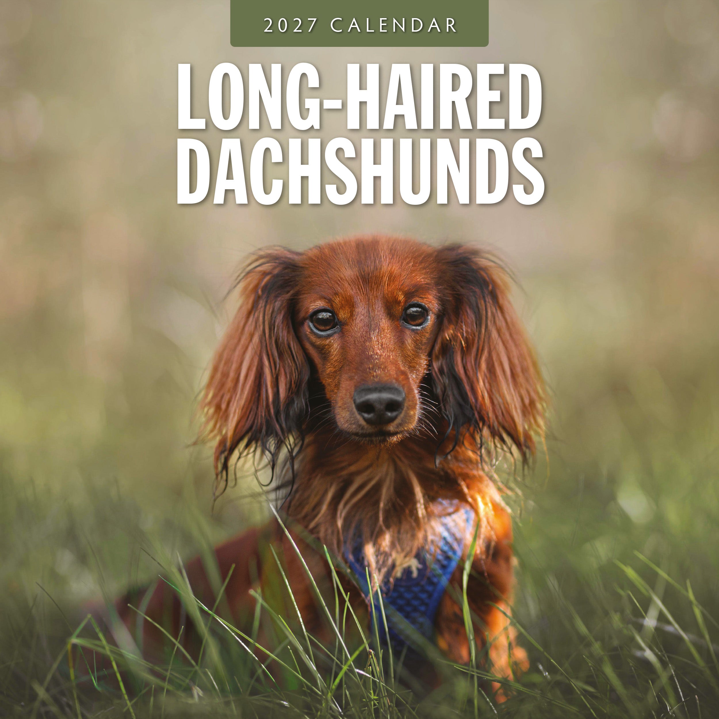 2027 Long-haired Dachshunds - Square Wall Calendar
