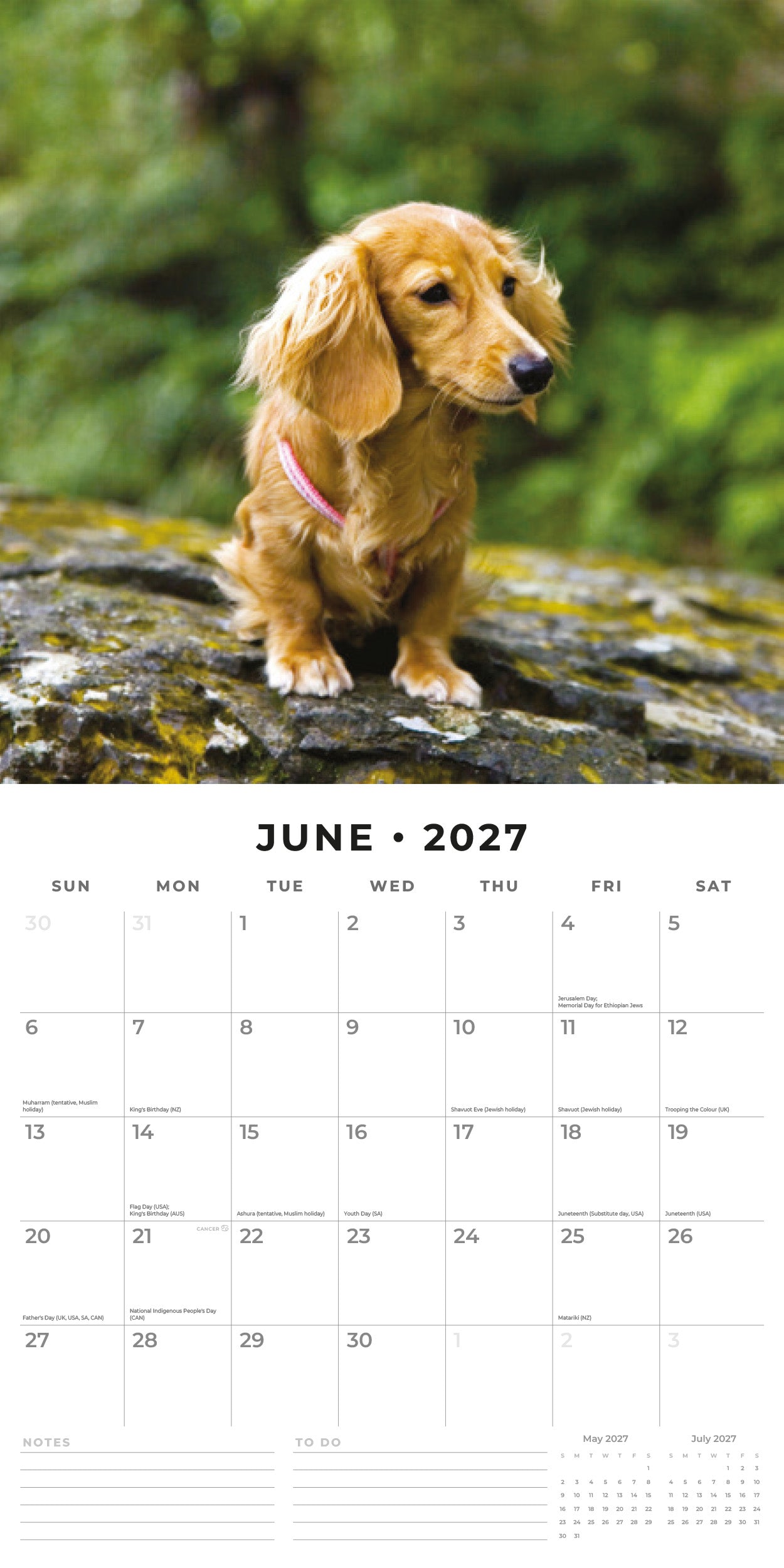 2027 Long-haired Dachshunds - Square Wall Calendar