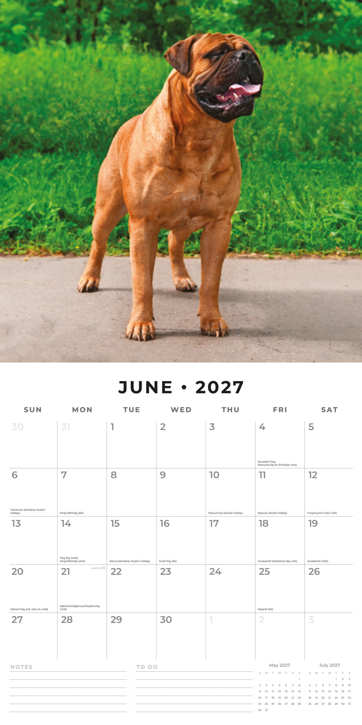 2027 Mastiffs - Square Wall Calendar