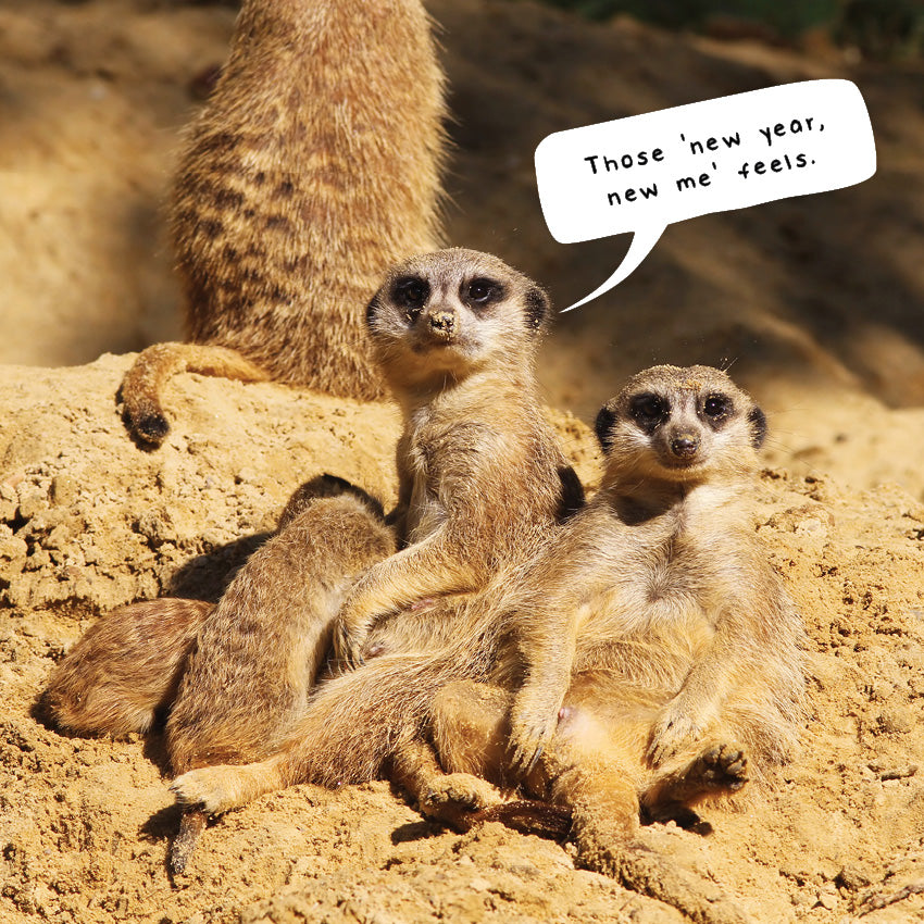 2027 Meerkats  - Square Wall Calendar