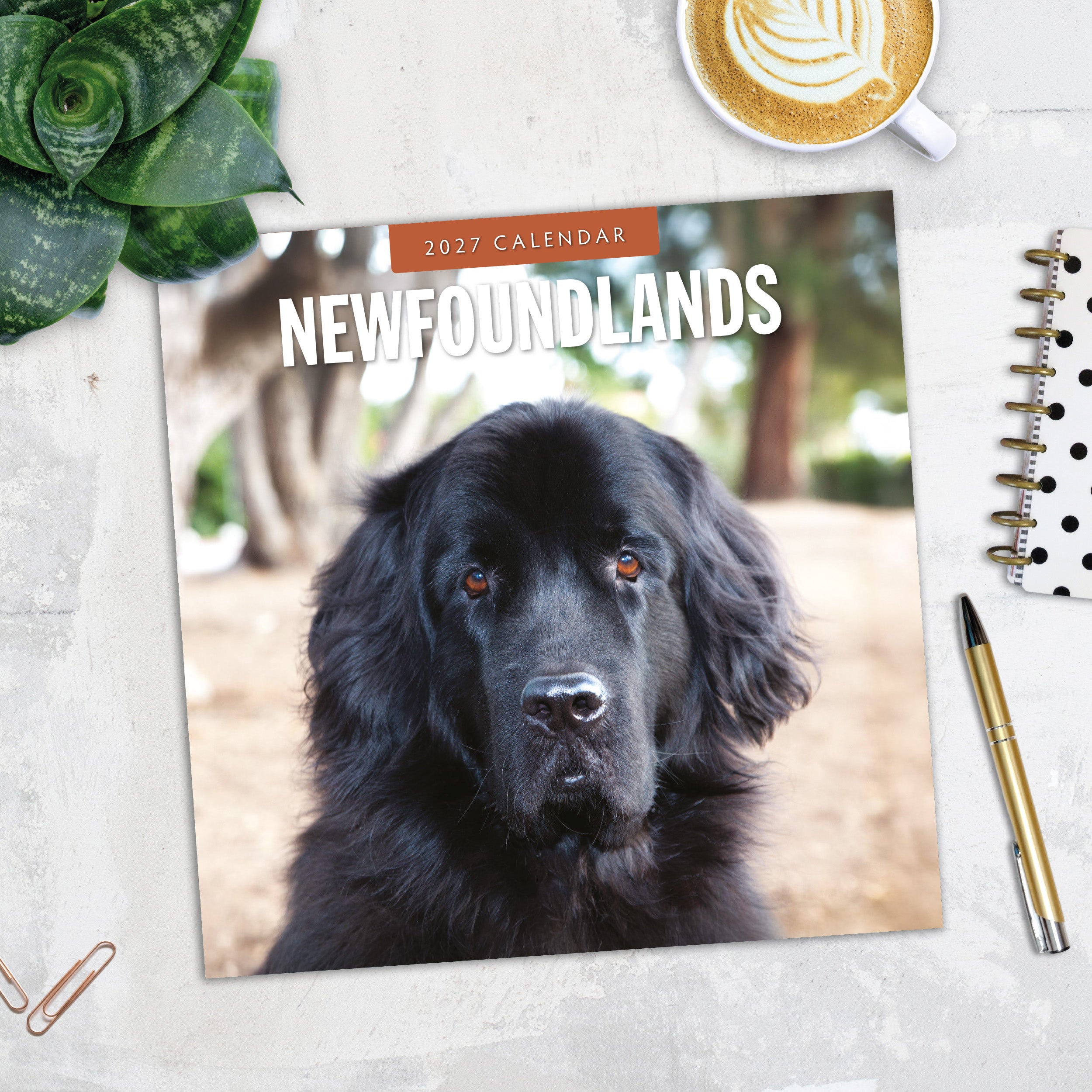 2027 Newfoundlands - Square Wall Calendar