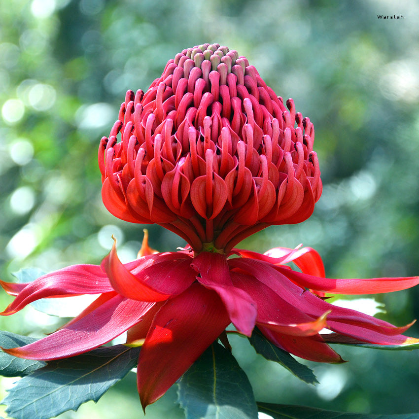 2027 Our Australia Flowers - Square Wall Calendar