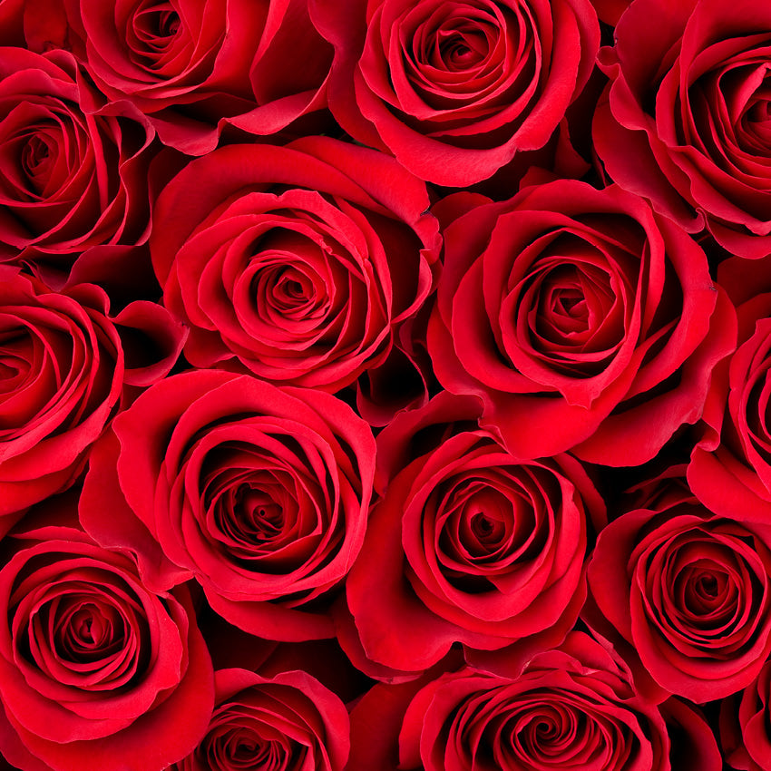 2027 Our Australia Roses - Square Wall Calendar
