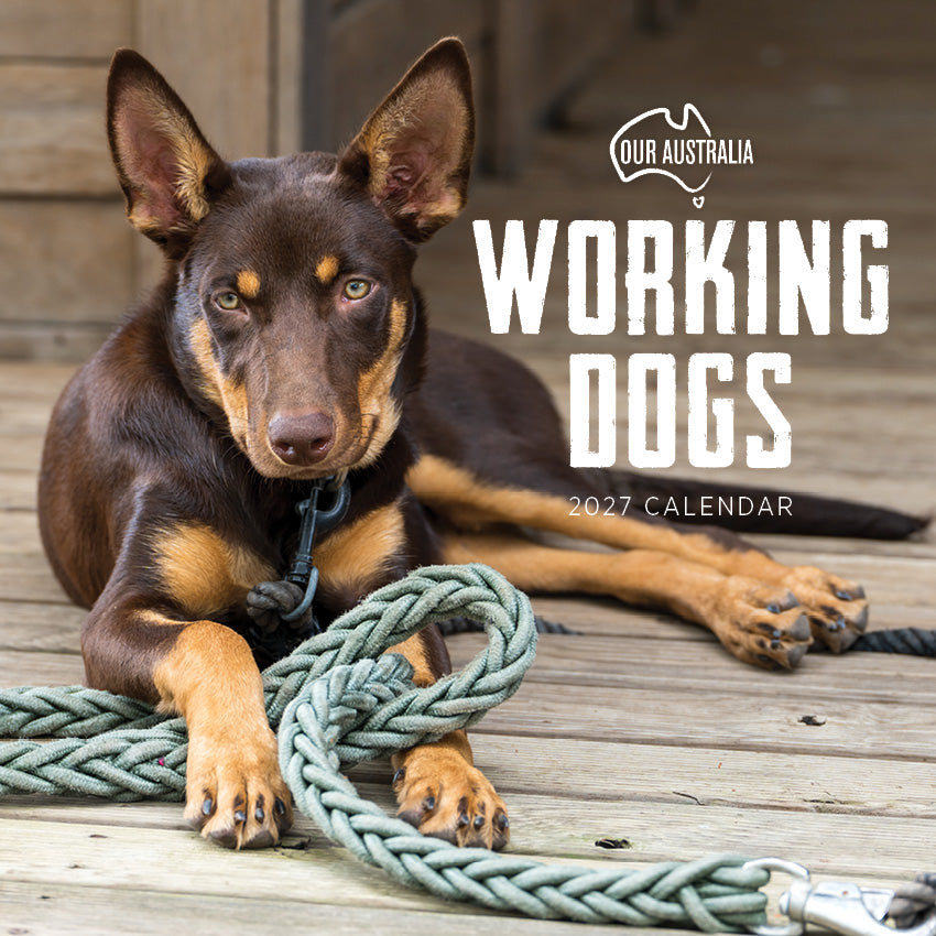 2027 Our Australia Working Dogs - Square Wall Calendar