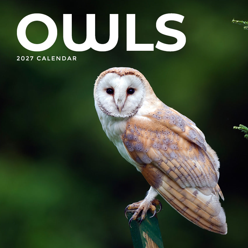2027 Owls  - Square Wall Calendar