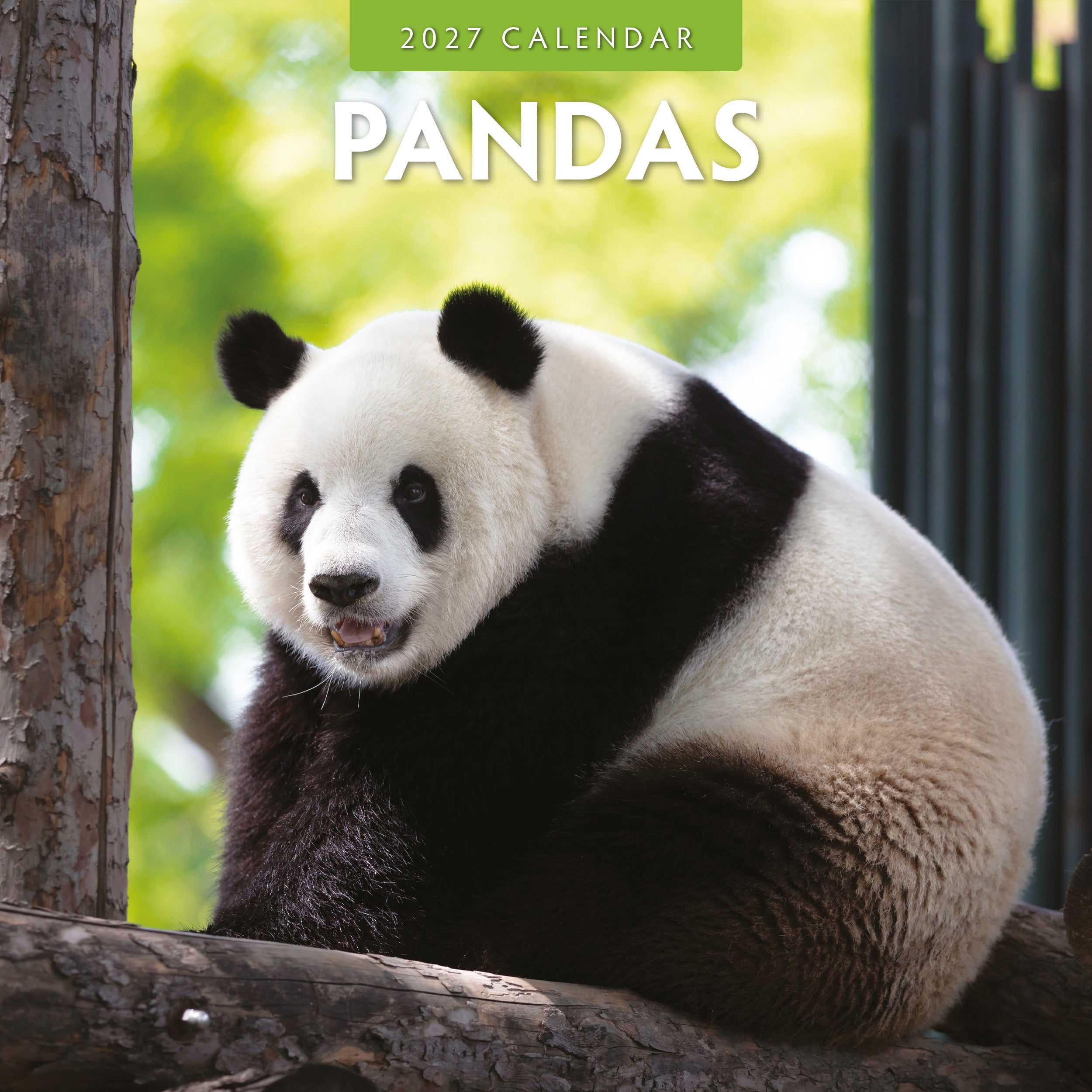 2027 Pandas - Square Wall Calendar