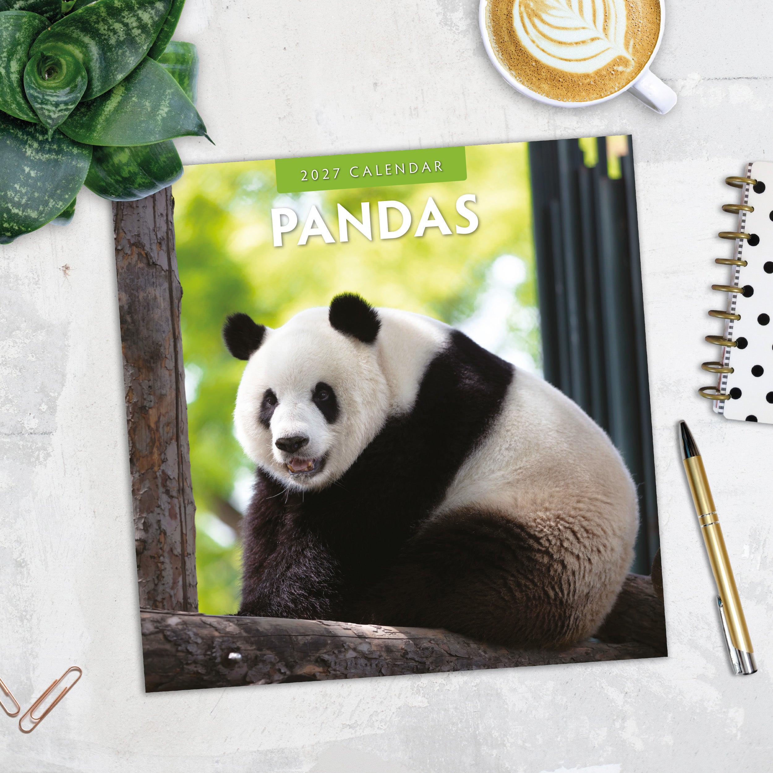 2027 Pandas - Square Wall Calendar