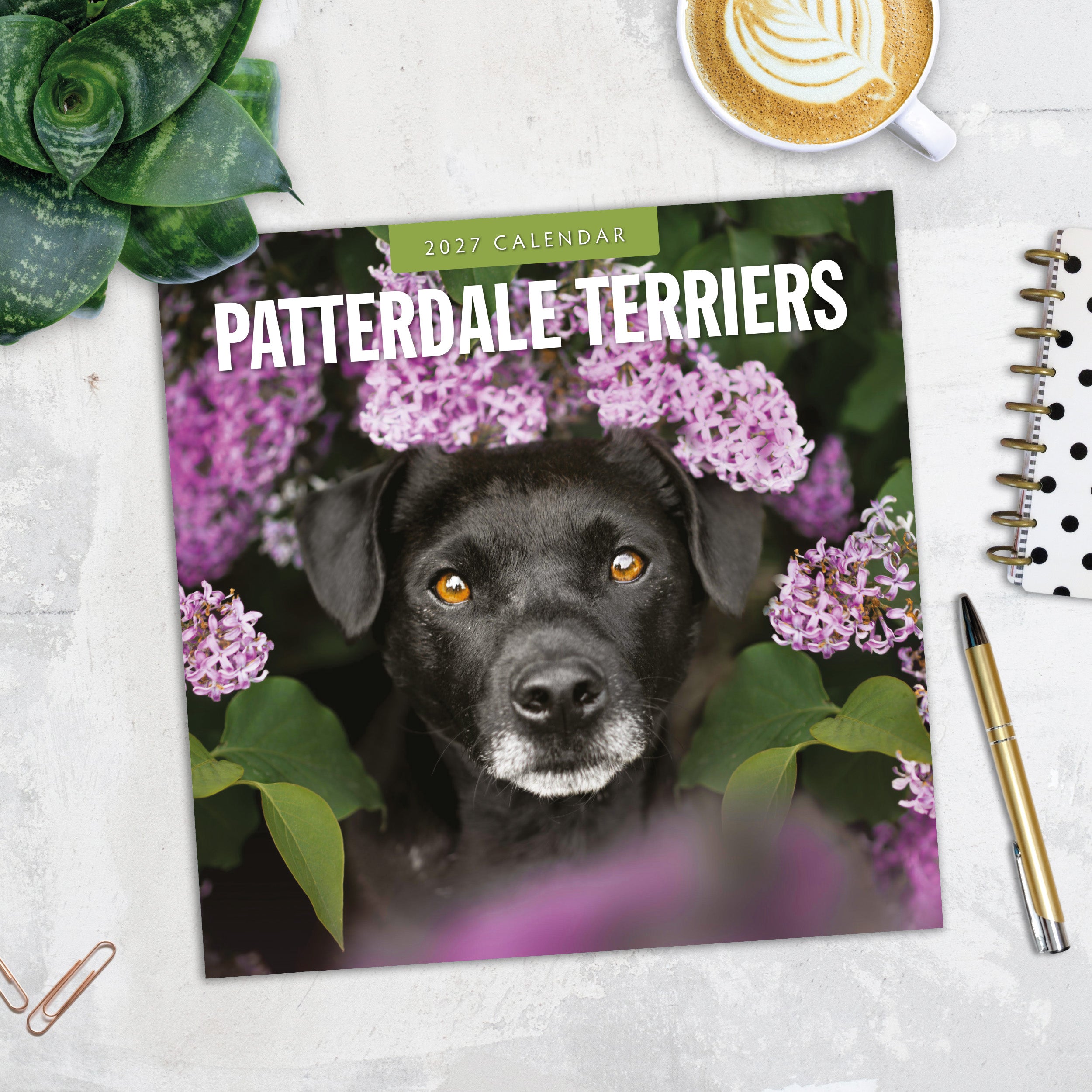 2027 Patterdale Terriers - Square Wall Calendar