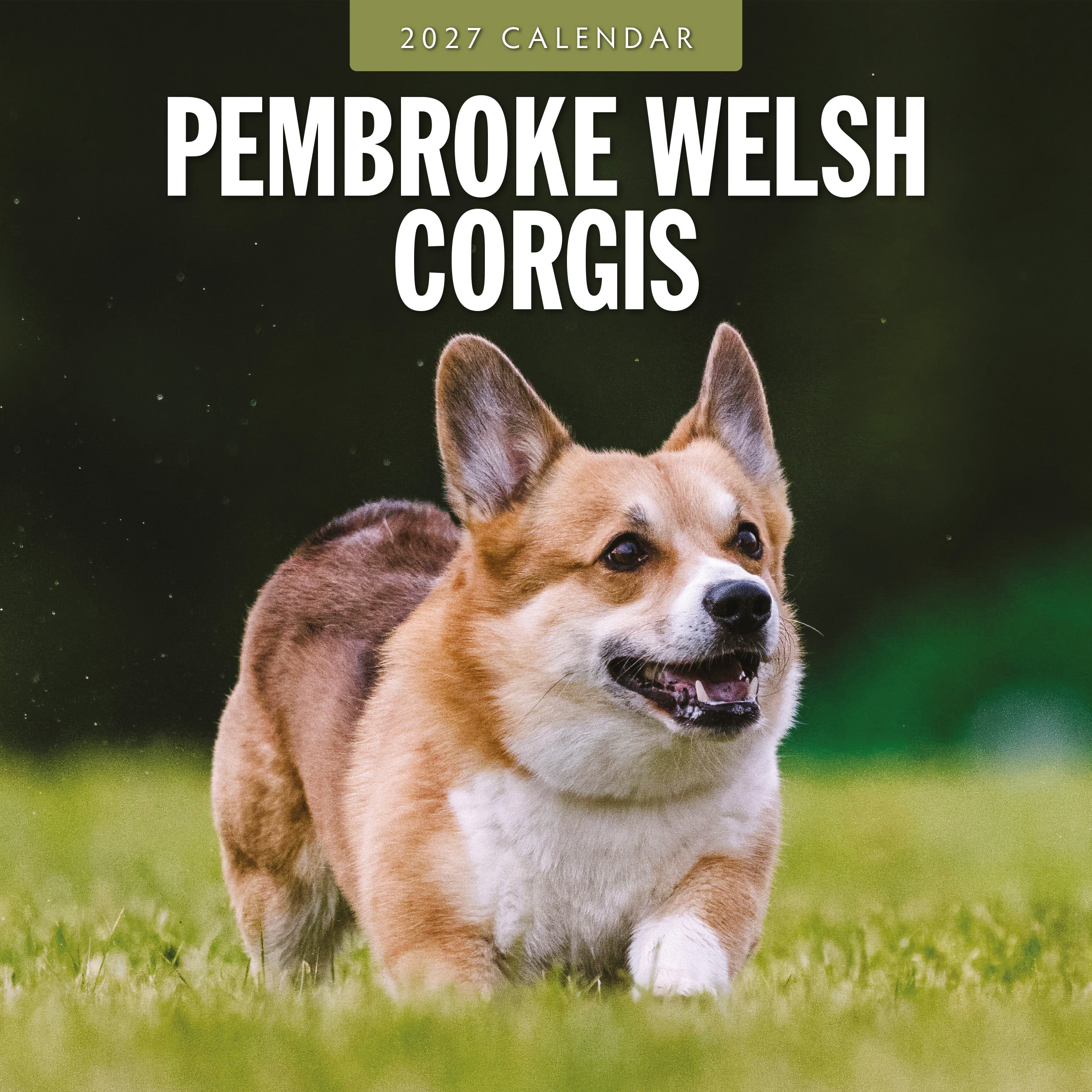 2027 Pembroke Welsh Corgis - Square Wall Calendar
