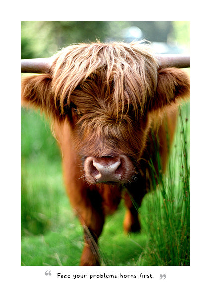 2027 Highland Cows  - Weekly Diary/Planner