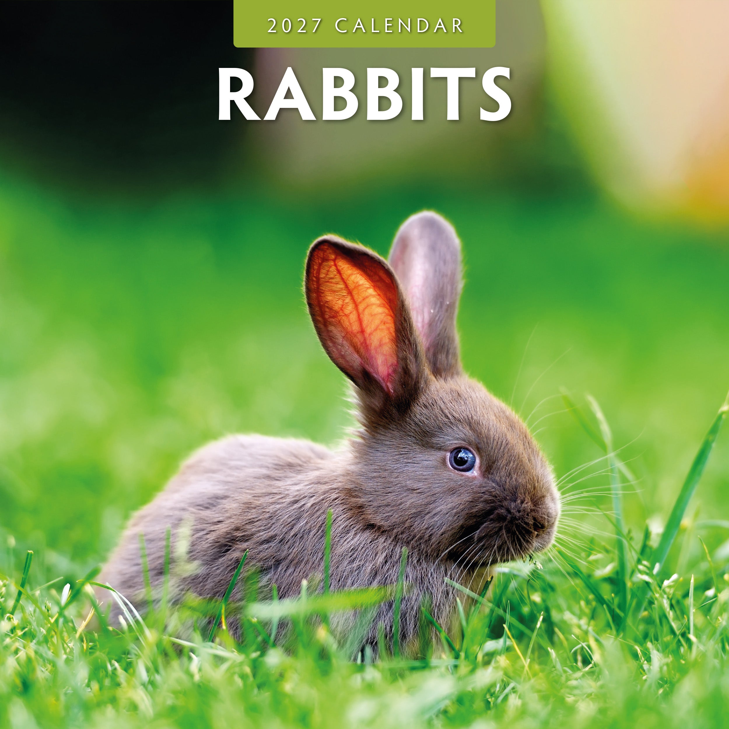 2027 Rabbits - Square Wall Calendar