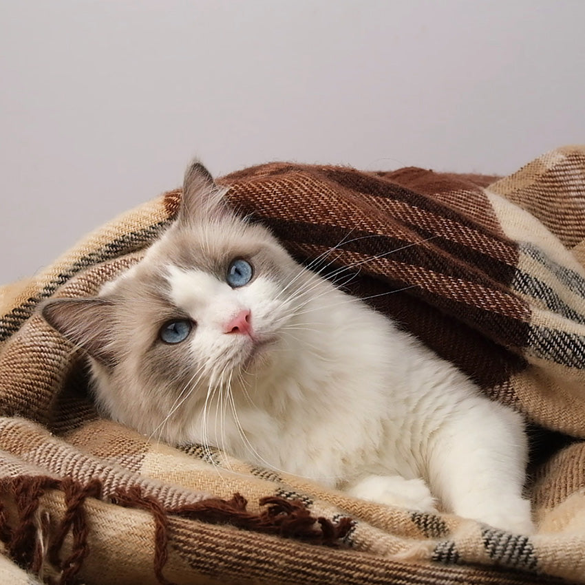2027 Ragdolls - Square Wall Calendar