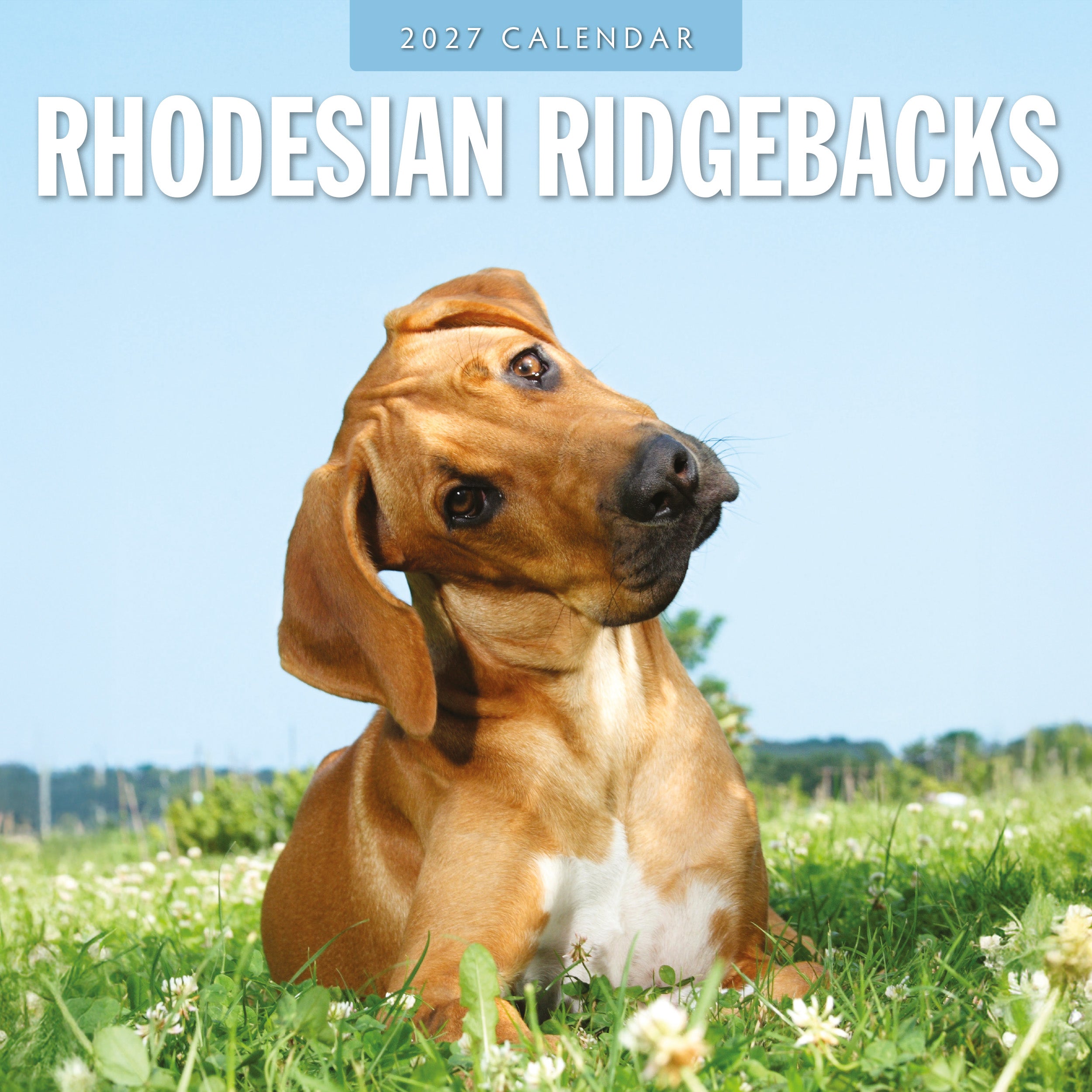 2027 Rhodesian Ridgebacks - Square Wall Calendar
