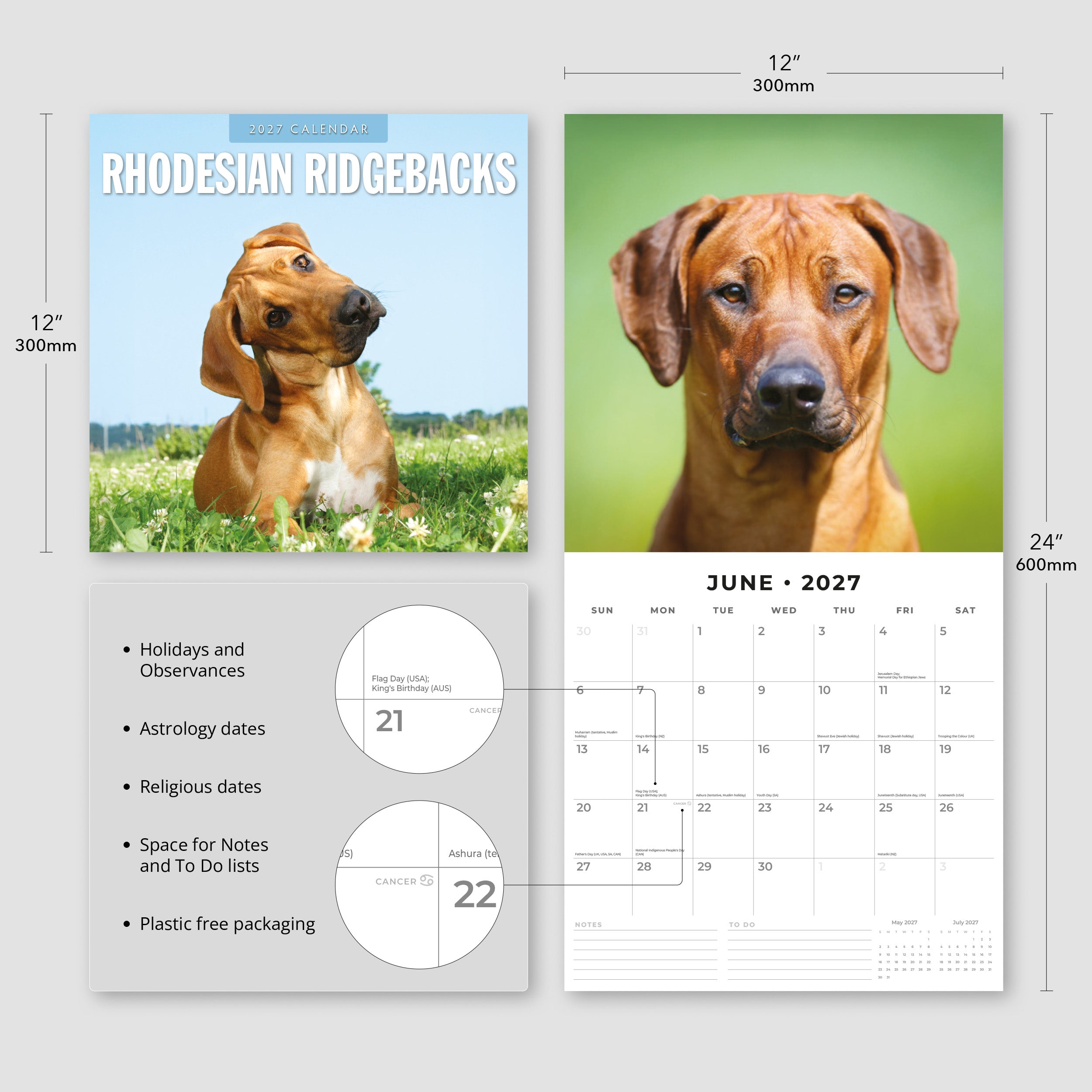 2027 Rhodesian Ridgebacks - Square Wall Calendar