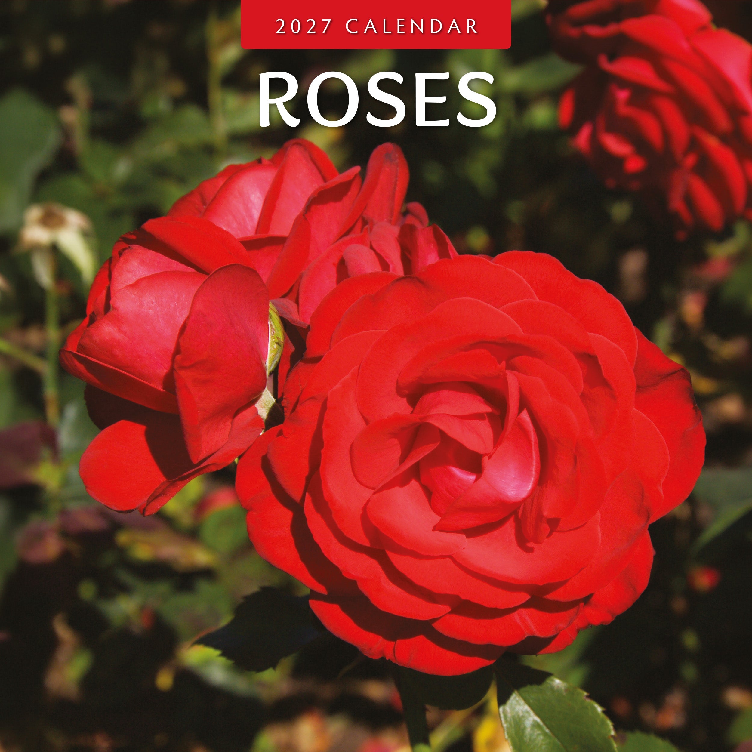2027 Roses - Square Wall Calendar
