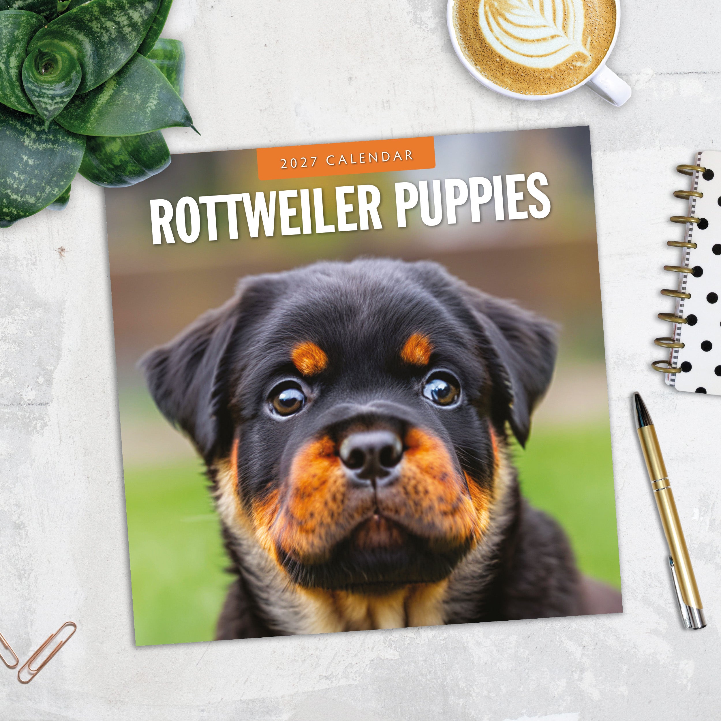 2027 Rottweiler Puppies - Square Wall Calendar