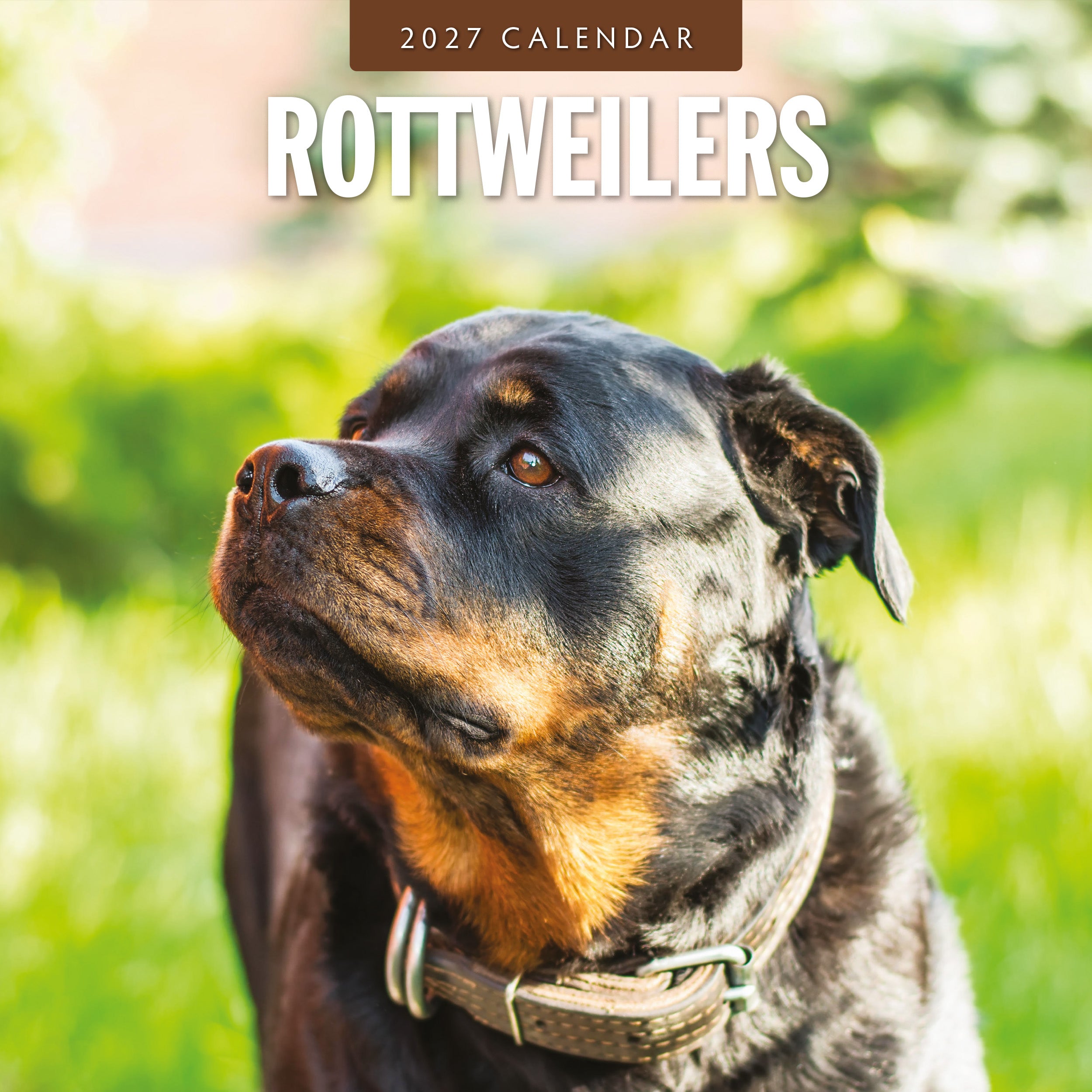2027 Rottweilers - Square Wall Calendar