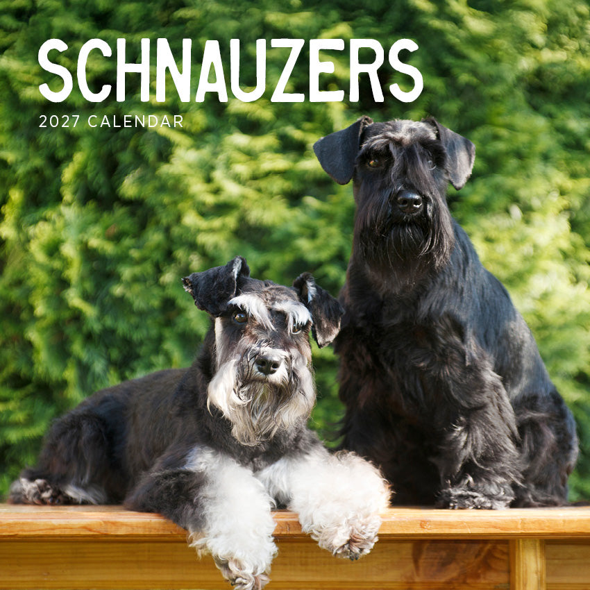 2027 Schnauzers - Square Wall Calendar