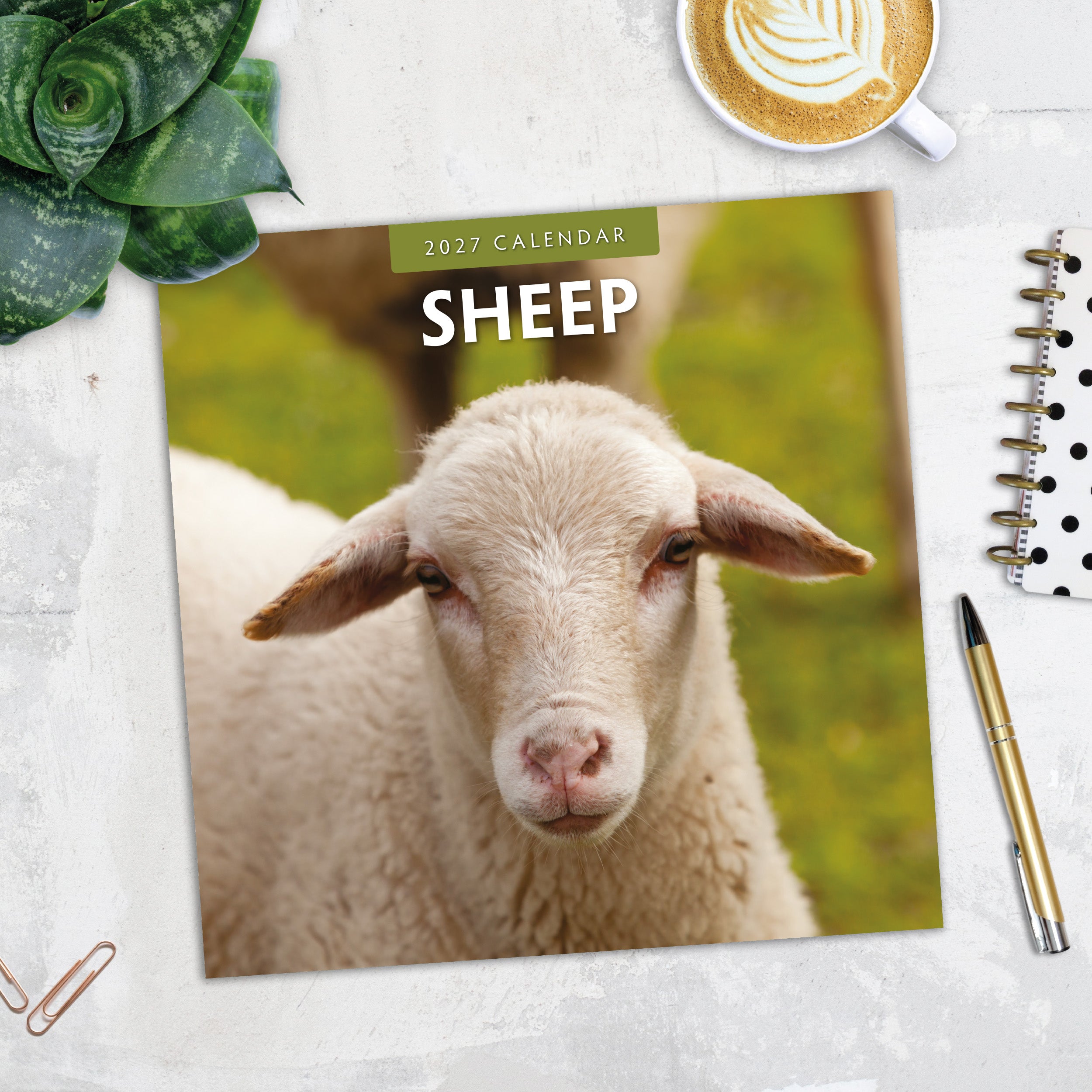 2027 Sheep - Square Wall Calendar