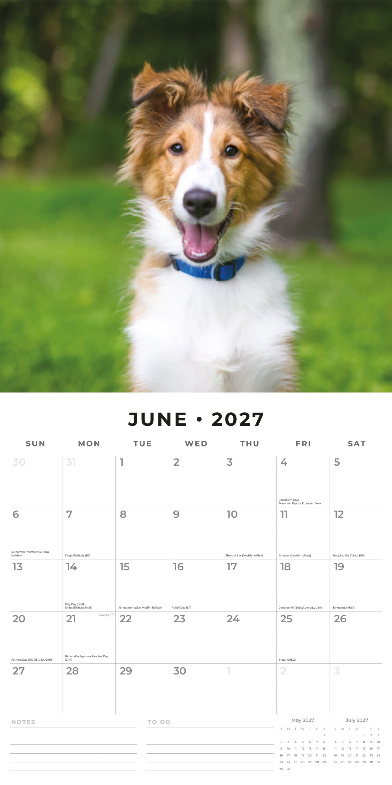 2027 Shetland Sheepdogs - Square Wall Calendar