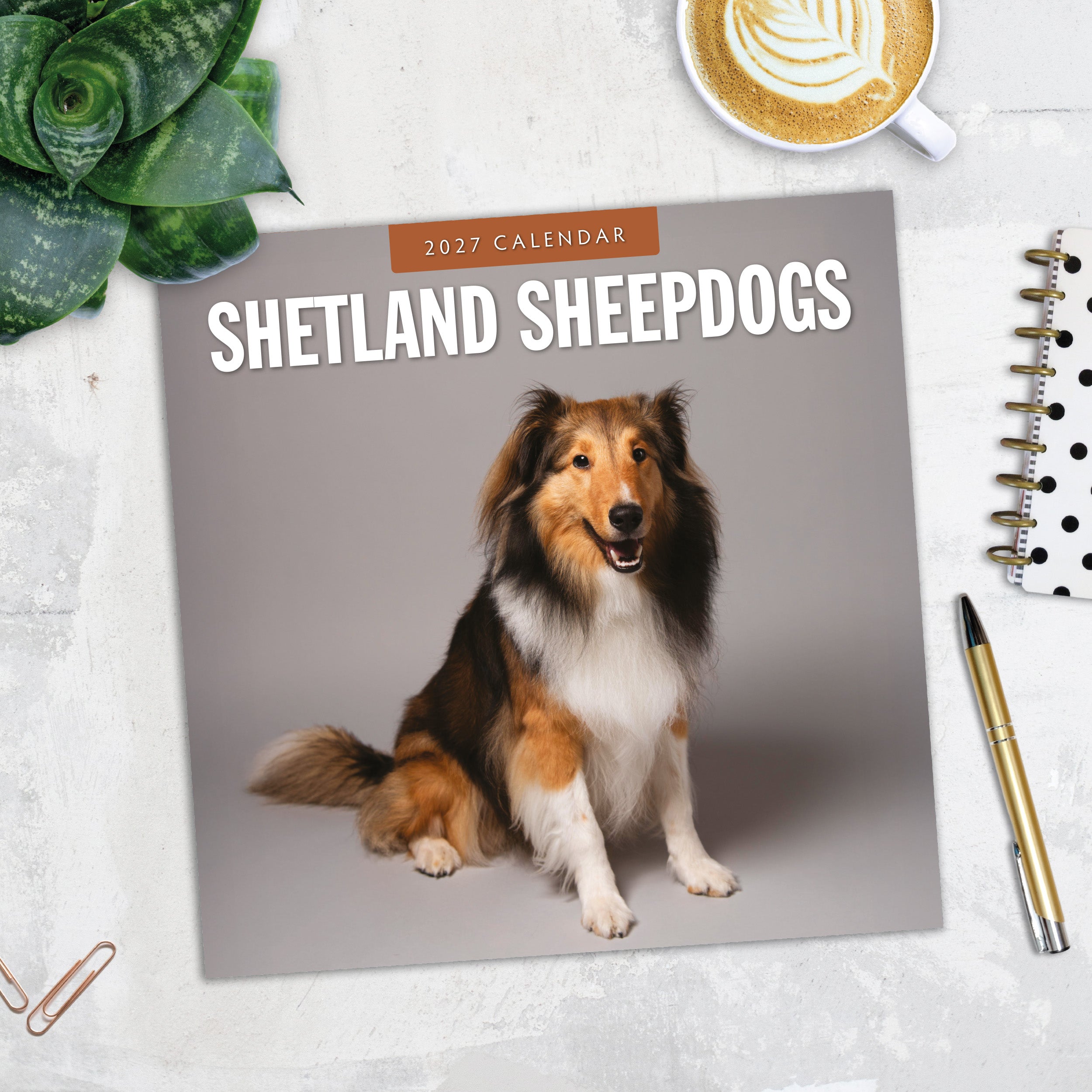 2027 Shetland Sheepdogs - Square Wall Calendar