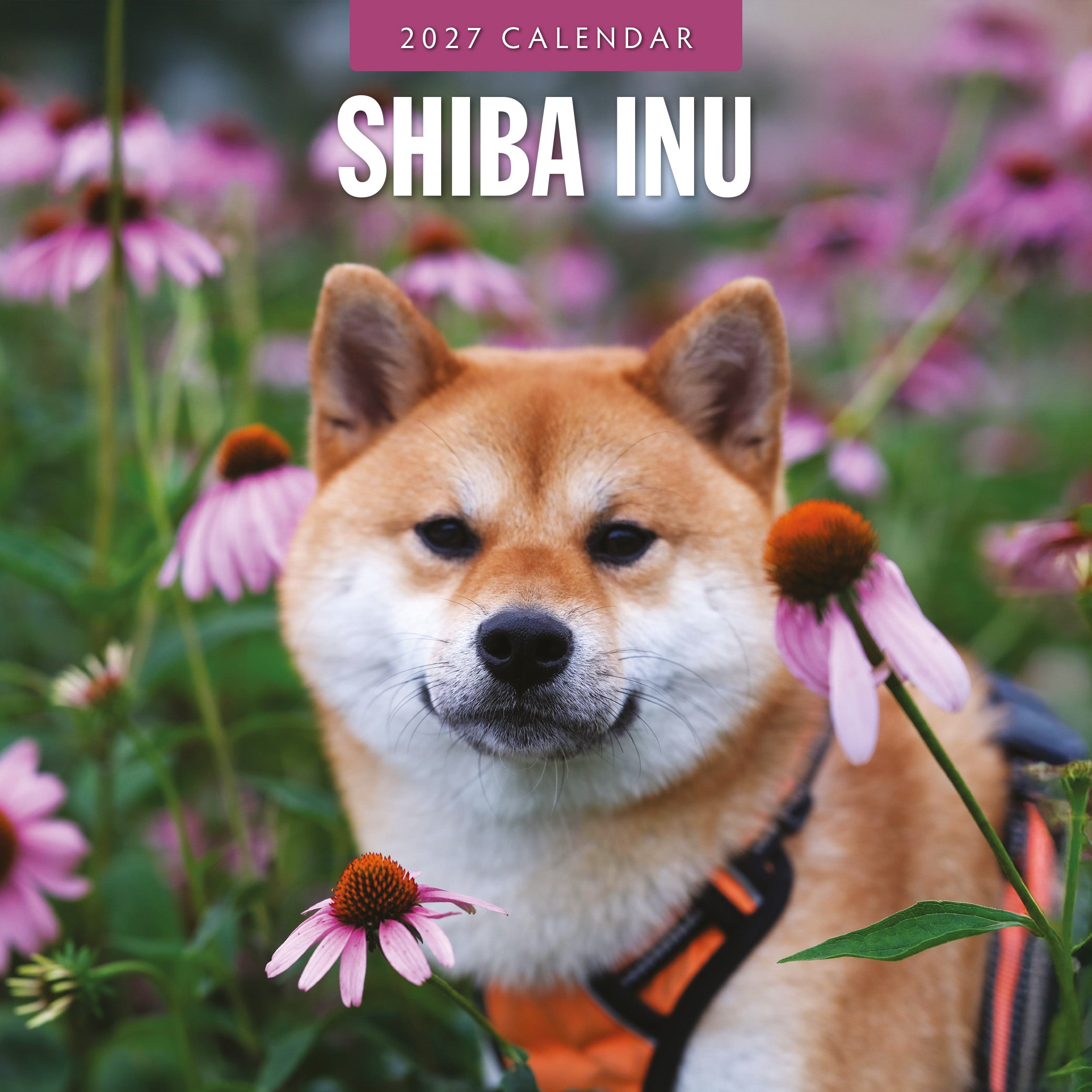 2027 Shiba Inu - Square Wall Calendar