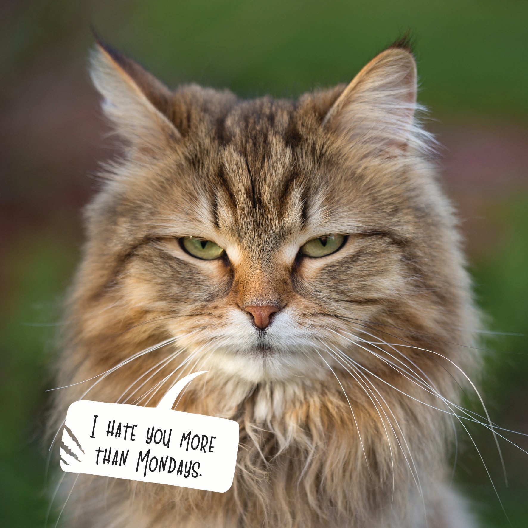 2027 Snappy Cat - Square Wall Calendar