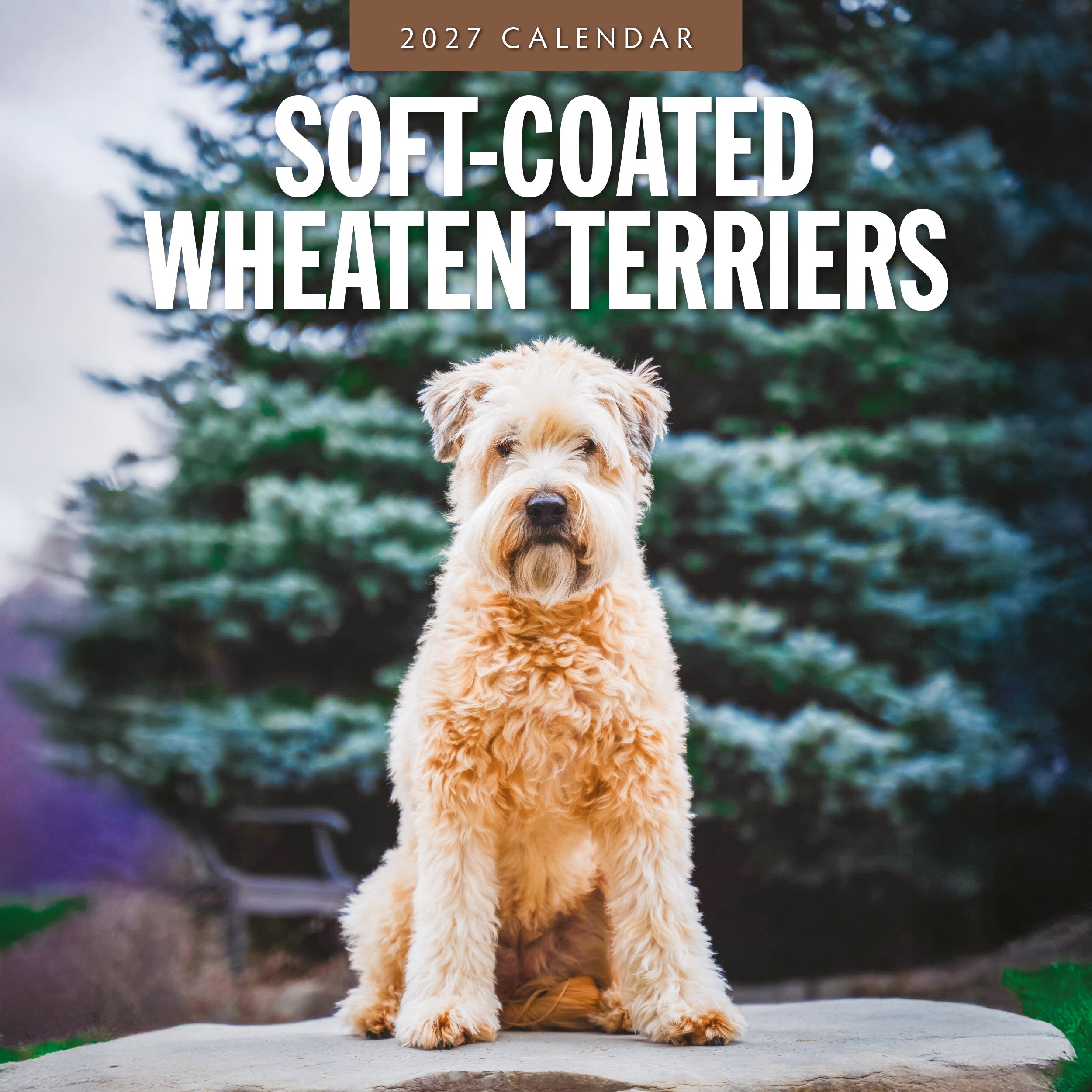 2027 Soft-coated Wheaten Terriers - Square Wall Calendar
