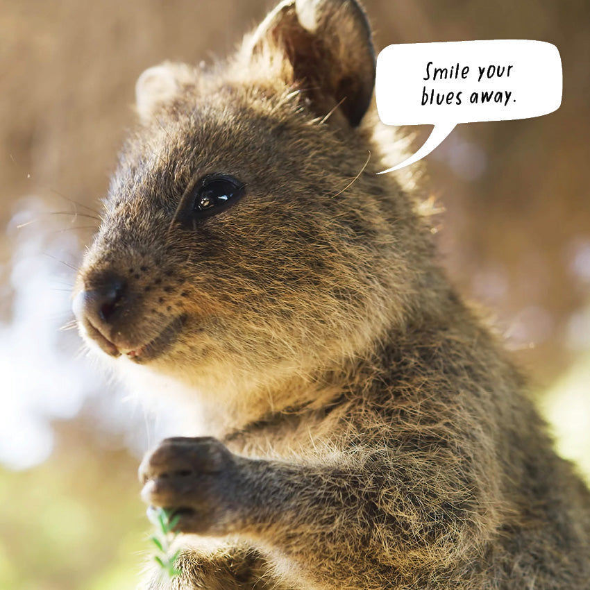 2027 The Happy Quokka  - Square Wall Calendar